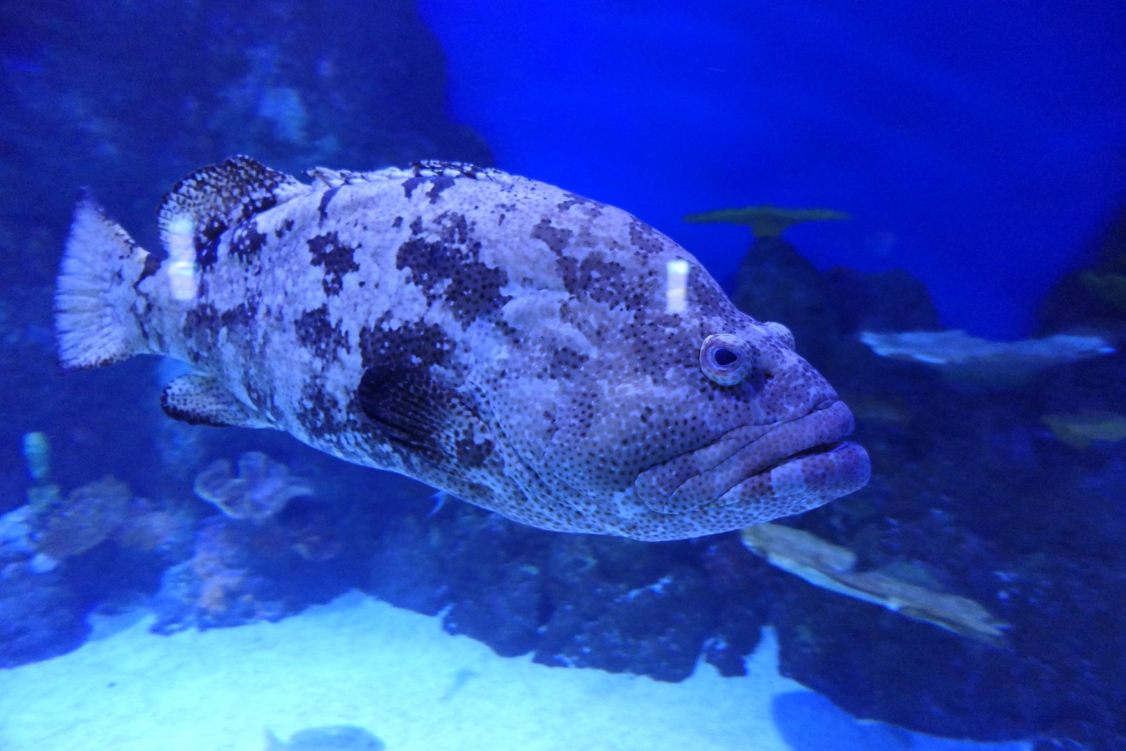 Flowery Cod (Epinephelus fuscoguttatus)