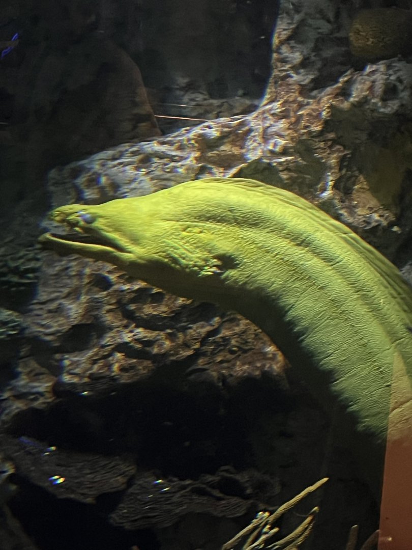 Floyd the green moray eel