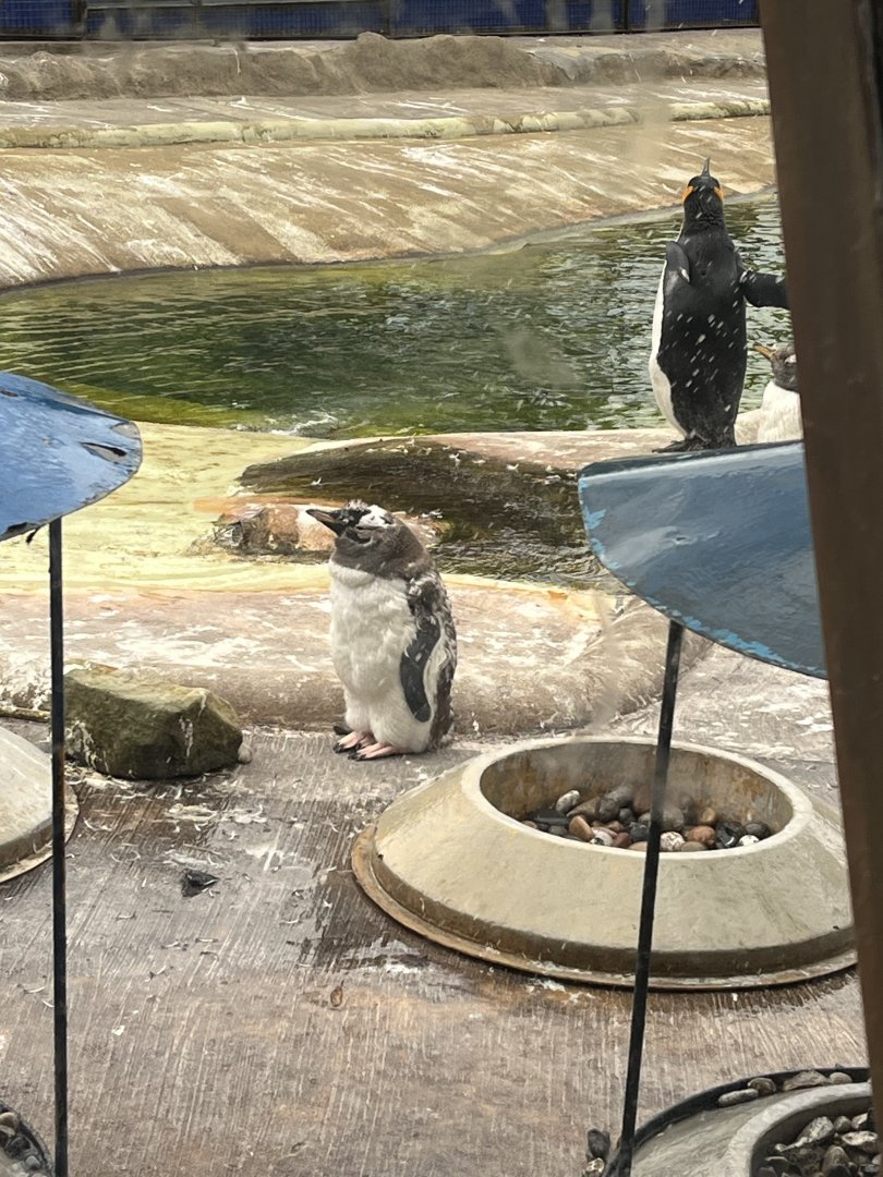 Fluffy gentoo penguin 19.7.23