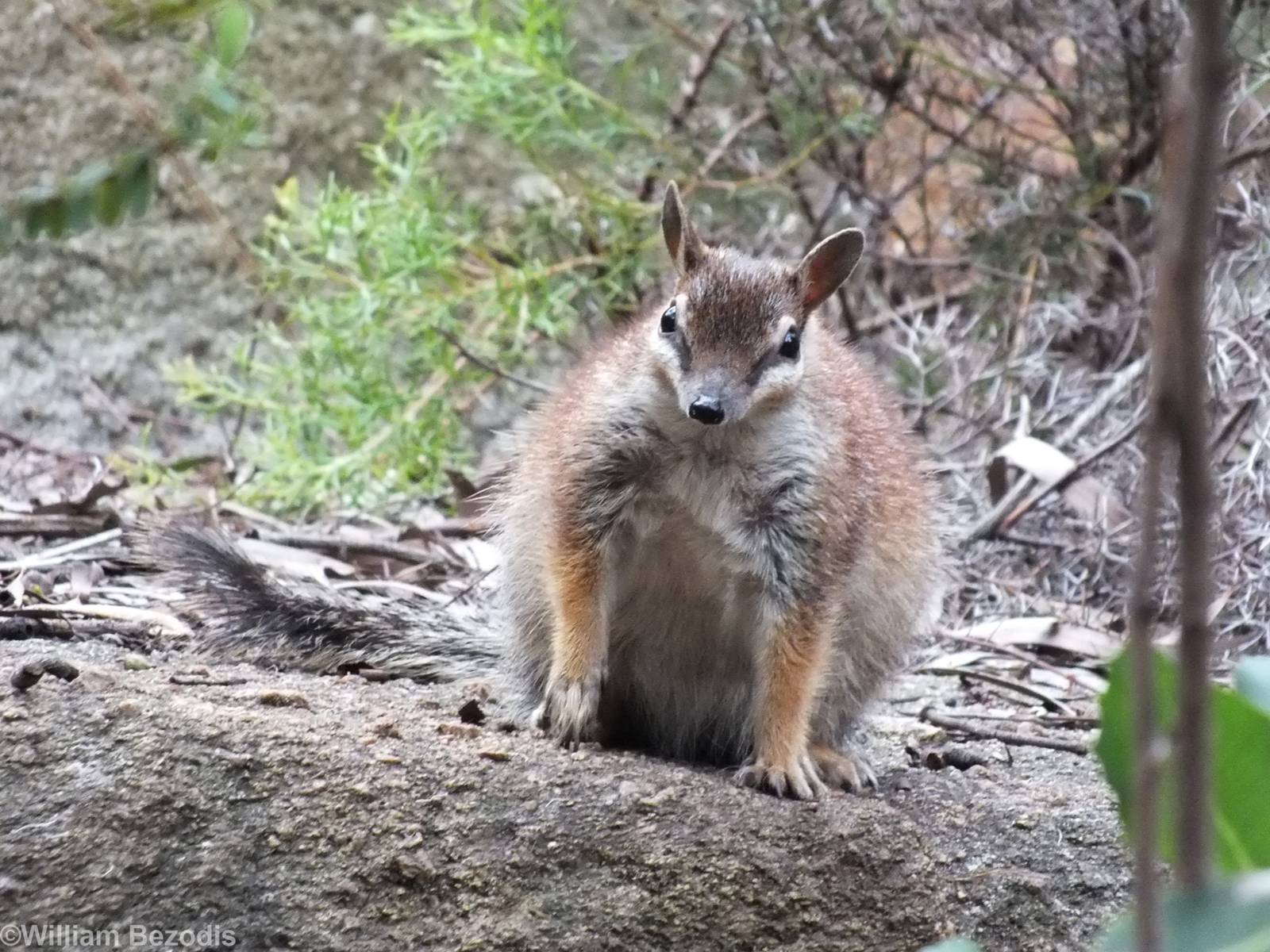 Fluffy Numbat