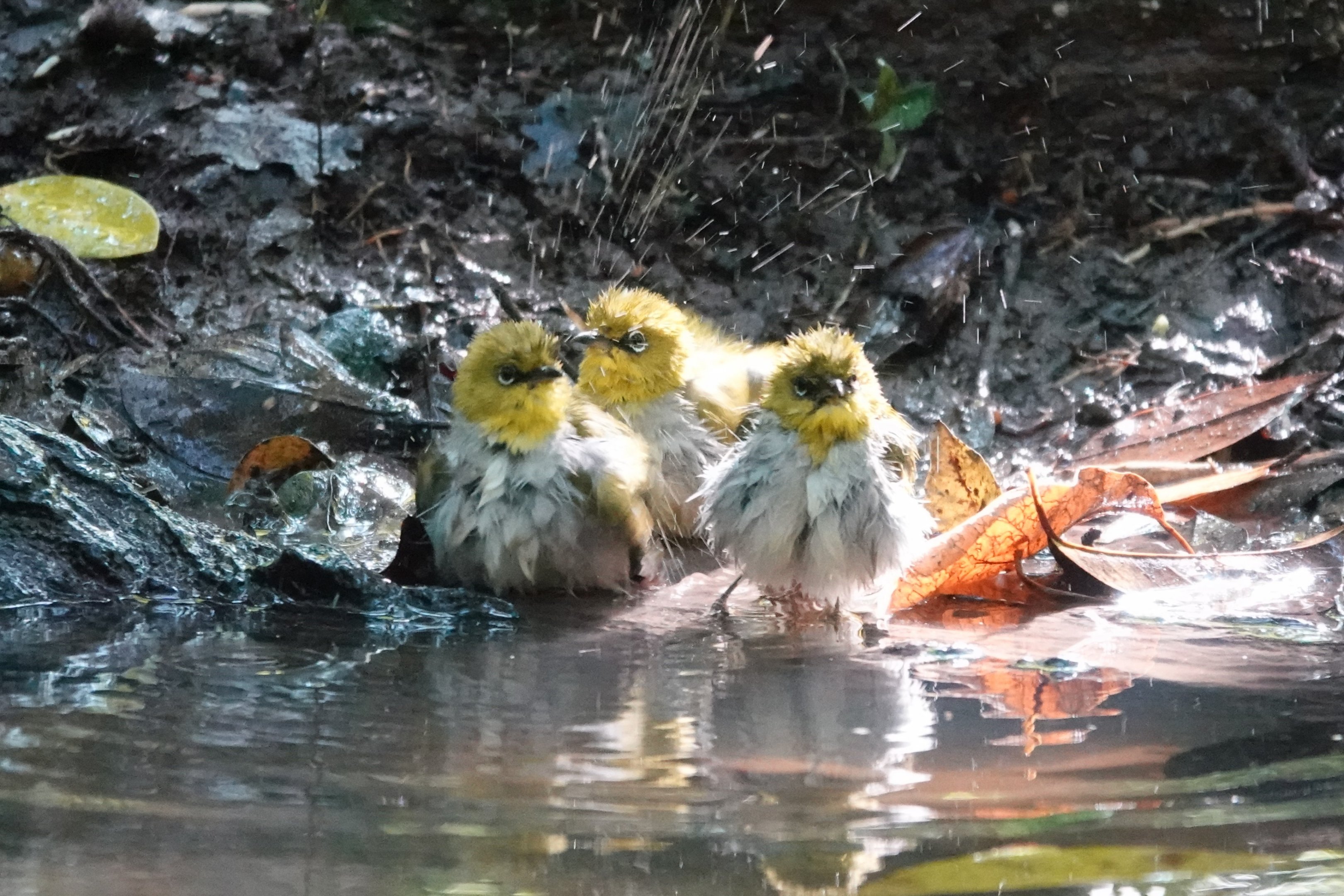 Fluffy Swinhoe's White-eyes