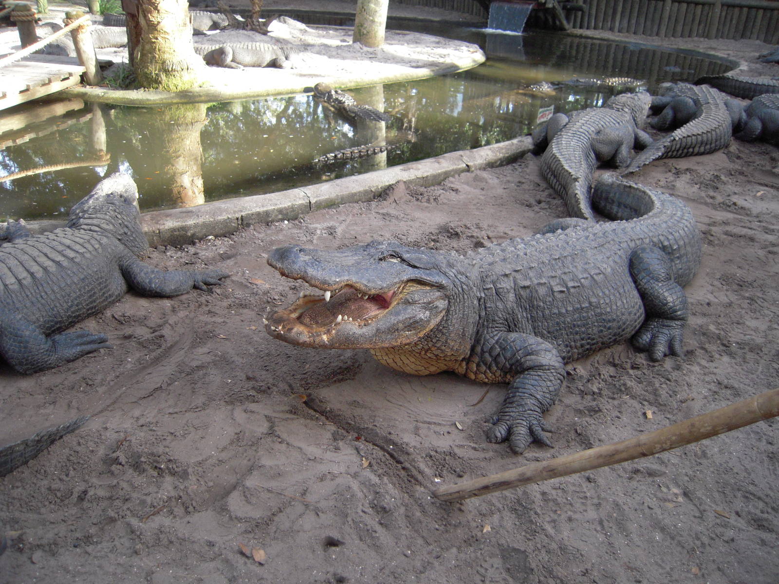 Fluffy the American Alligator