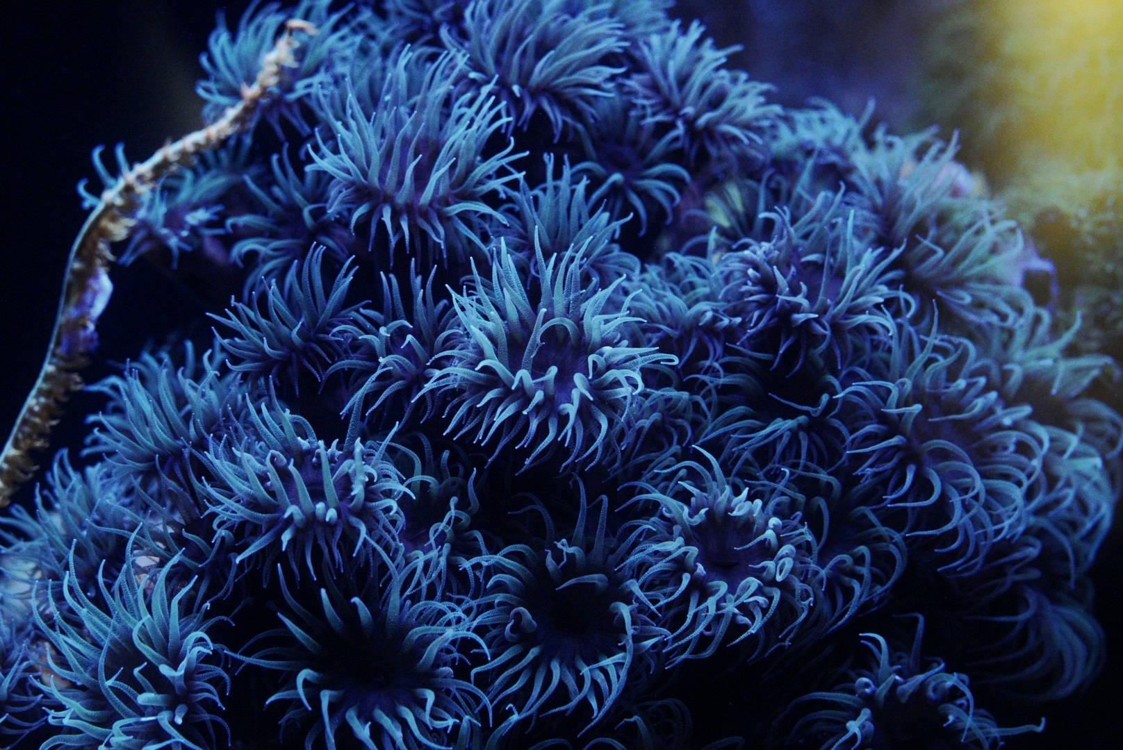 Fluorescent Black Sun Coral (Tubastrea)
