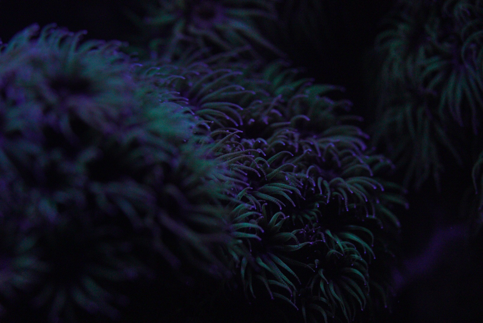 Fluorescent Black Sun Coral (Tubastrea)