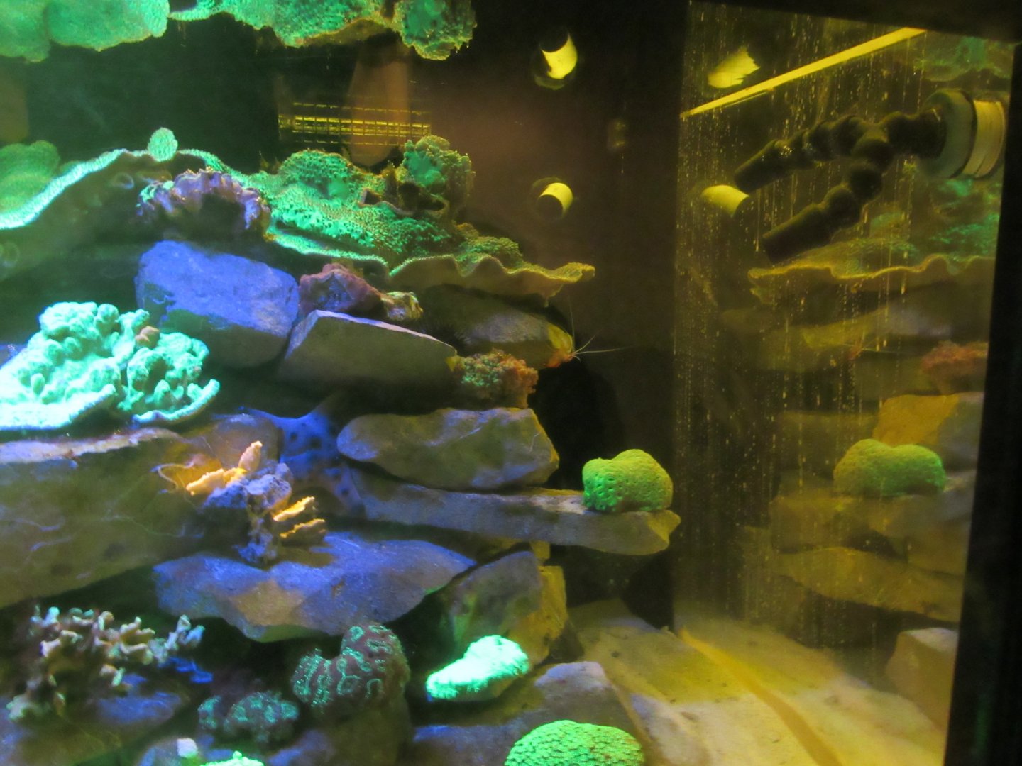 Fluorescent Coral Exhibit