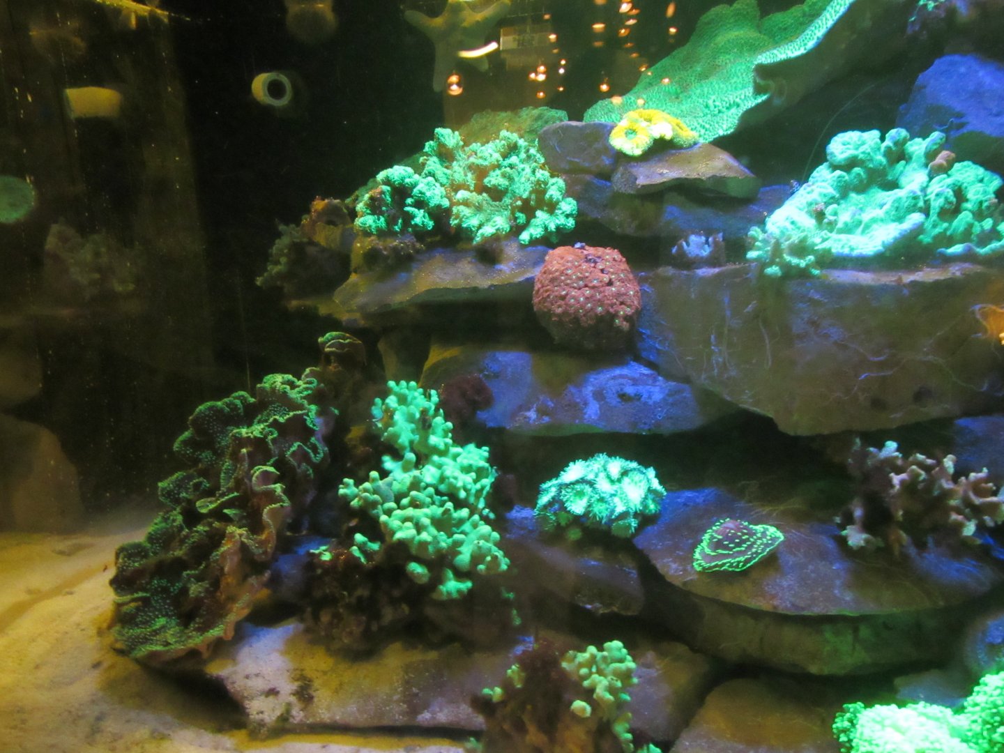 Fluorescent Coral Exhibit