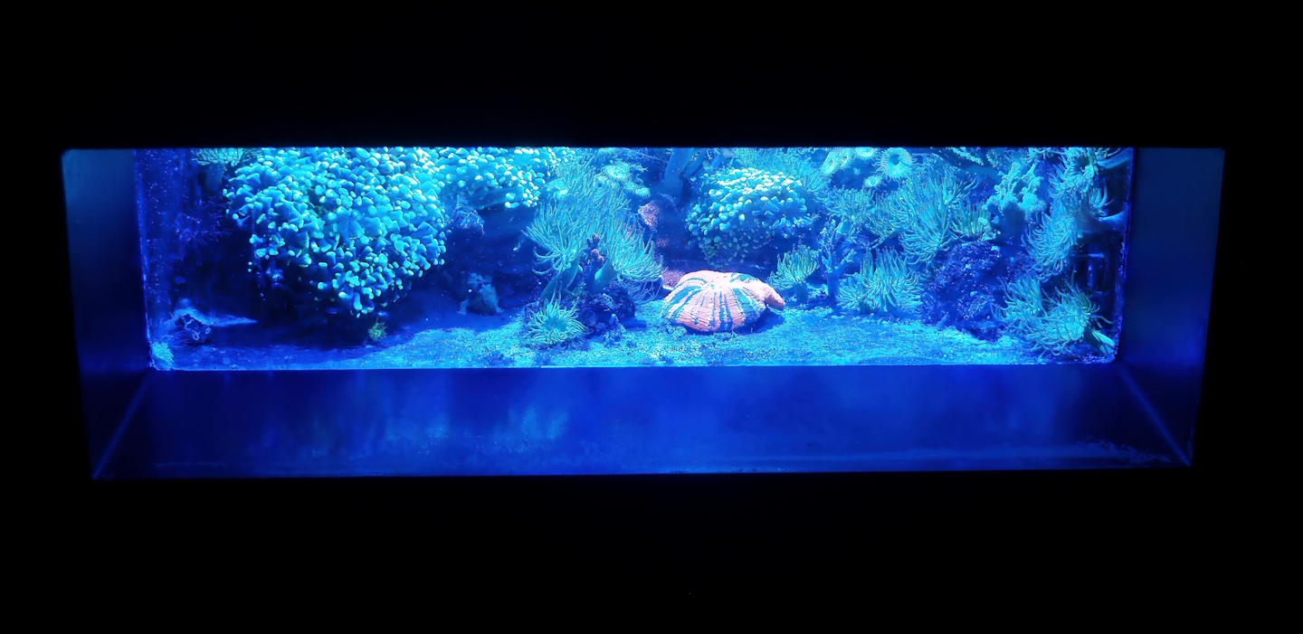 Fluorescent coral tank, 2024-09-17