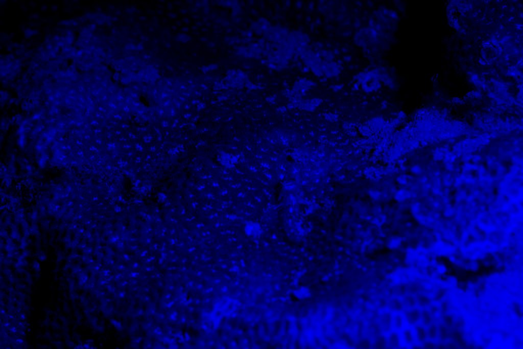 Fluorescent Coral
