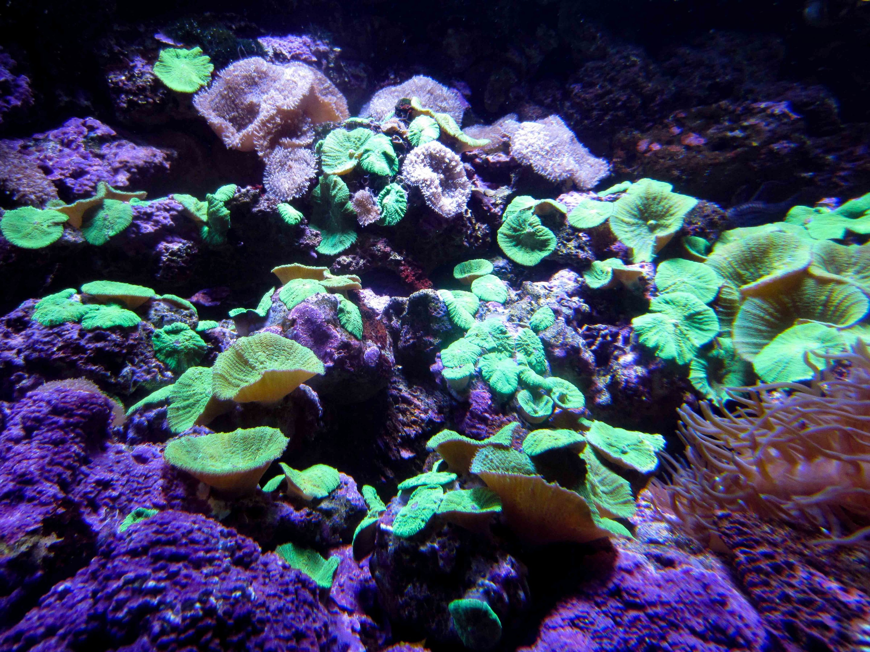 Fluorescent Coral