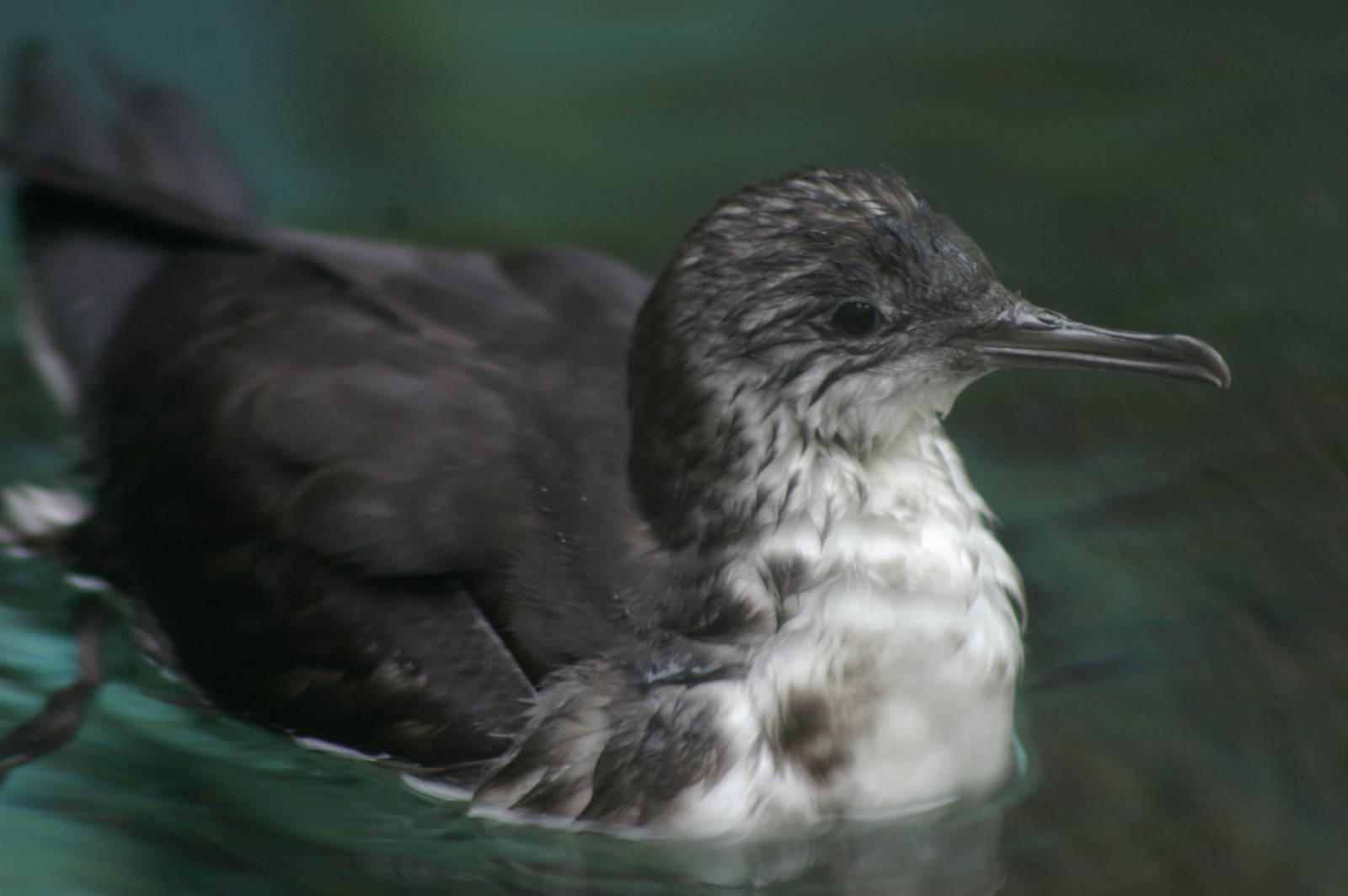 Fluttering Shearwater (Puffinus gavia)