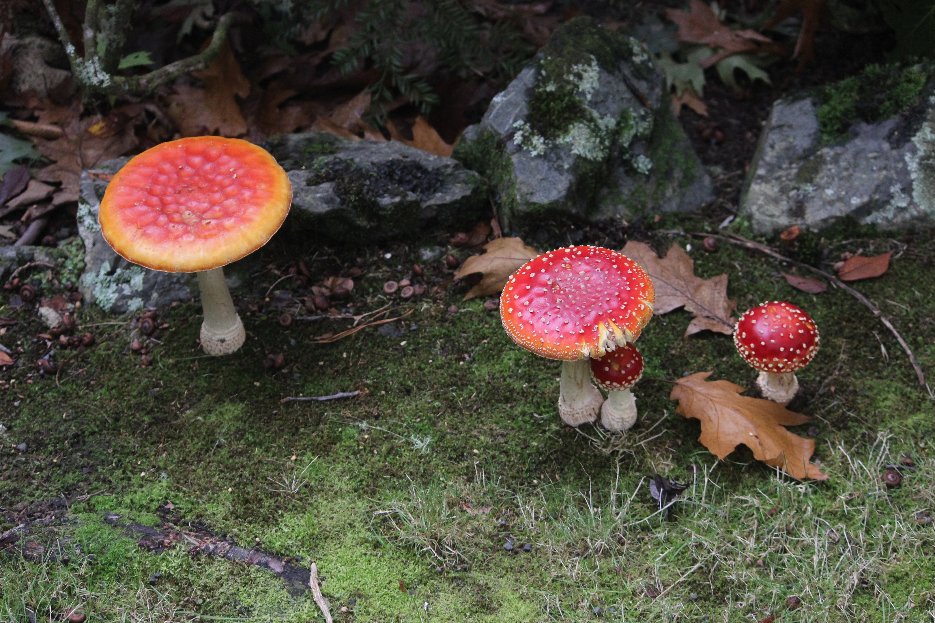 Fly Agaric, Aston Norwood Café & Gardens