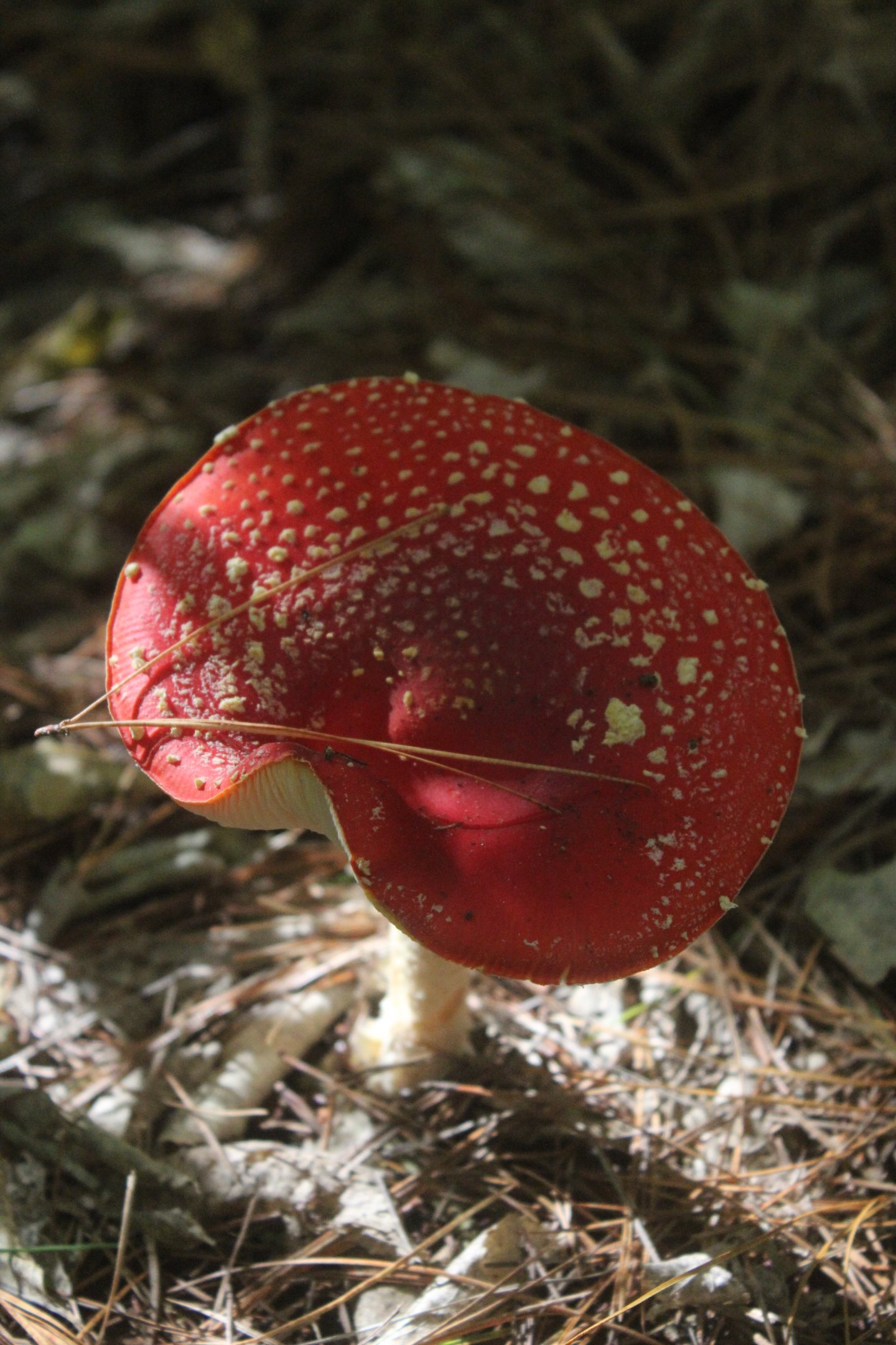 Fly Agaric