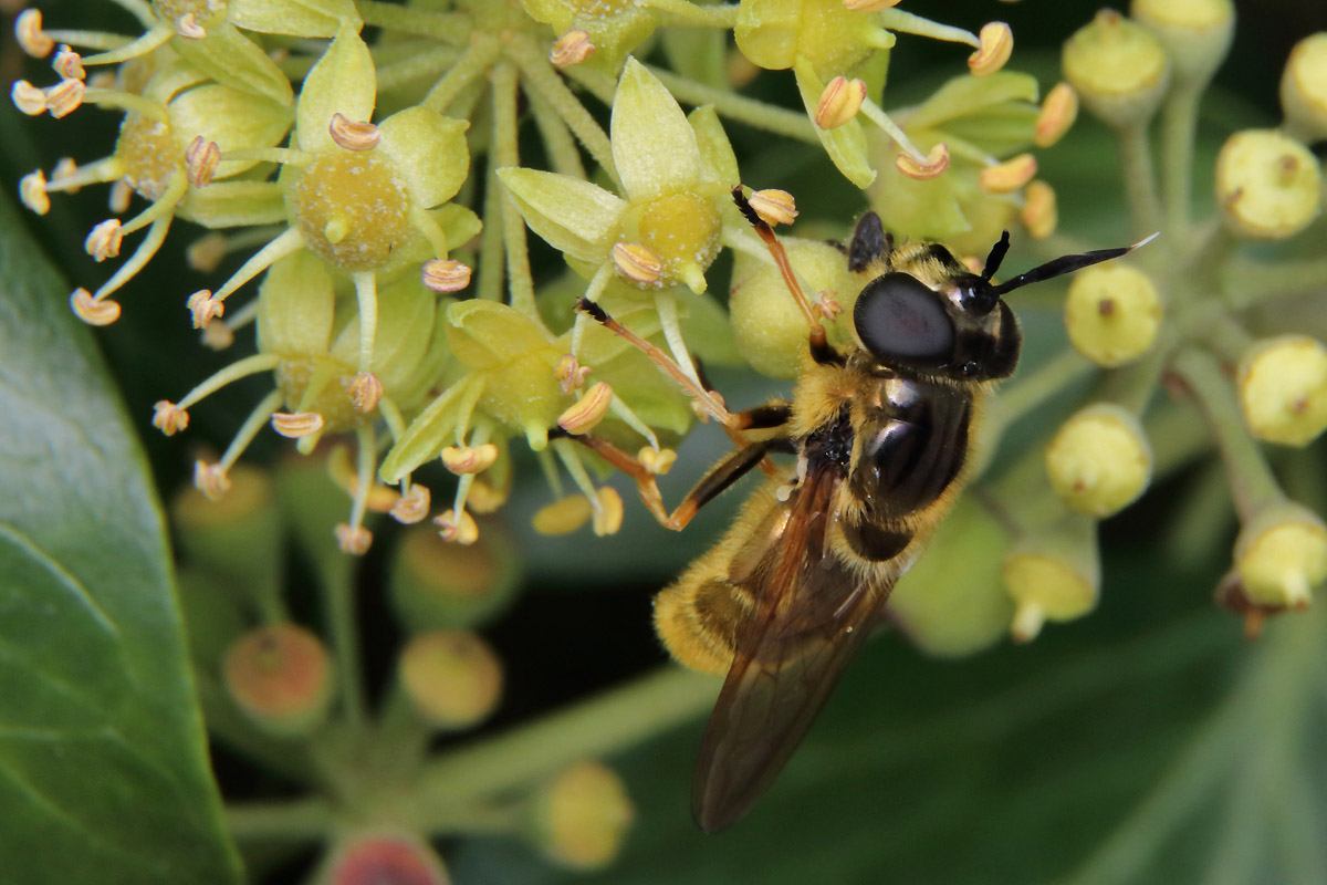 Fly ID - Near Barcelona