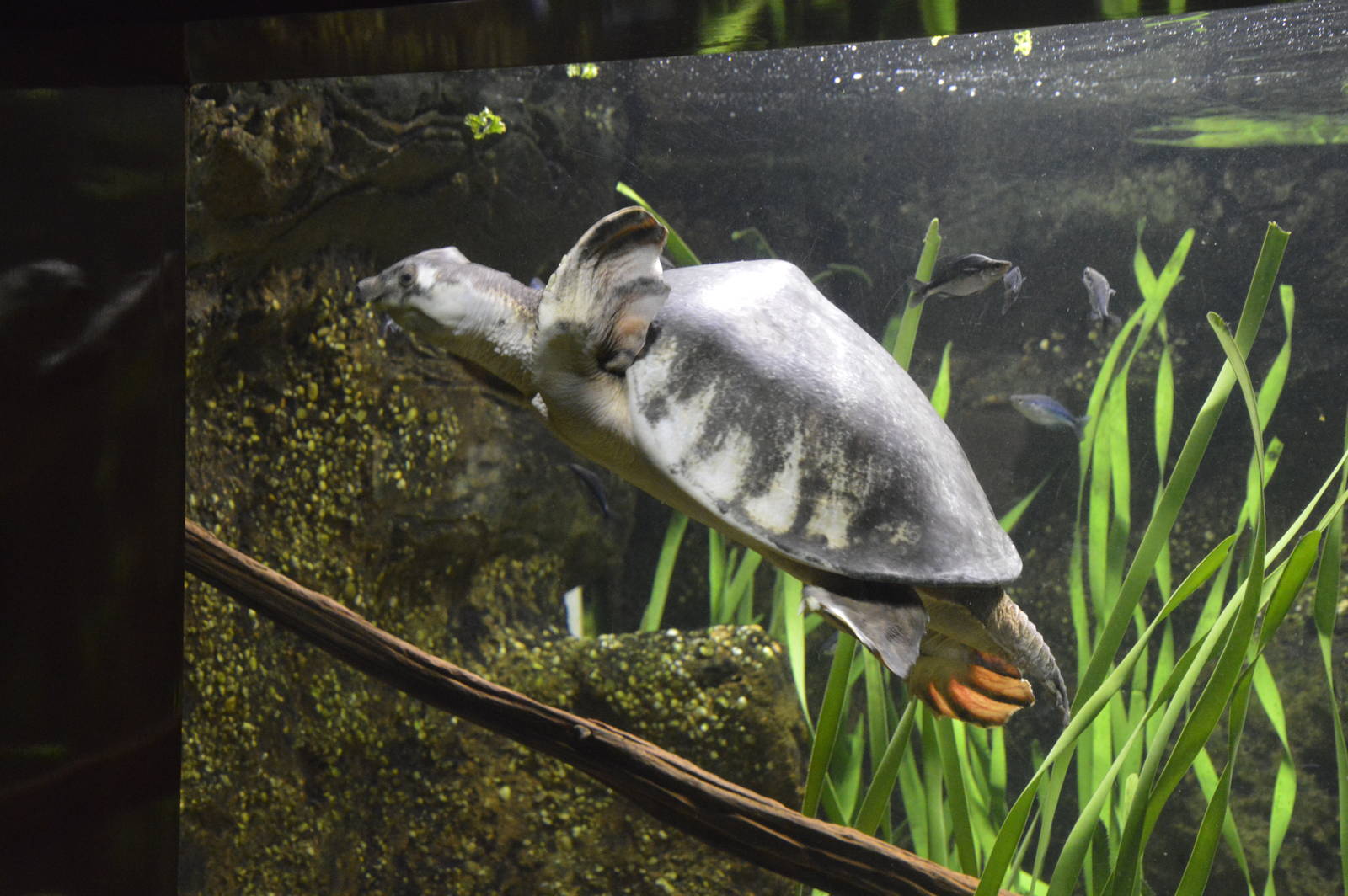 Fly River Turtle 031215