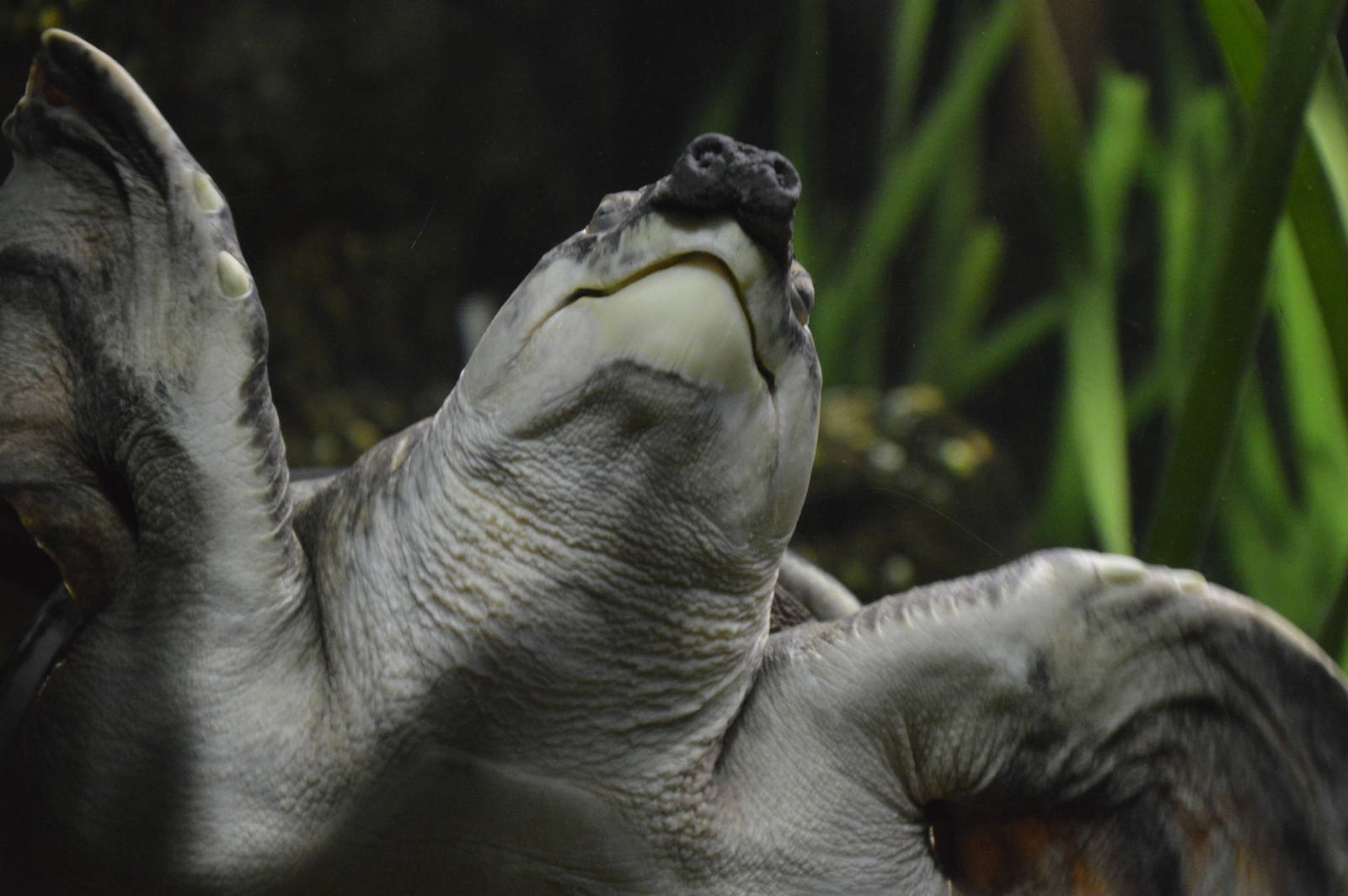 Fly River Turtle 031215