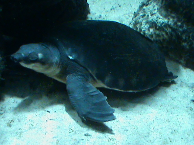 fly river turtle 080112