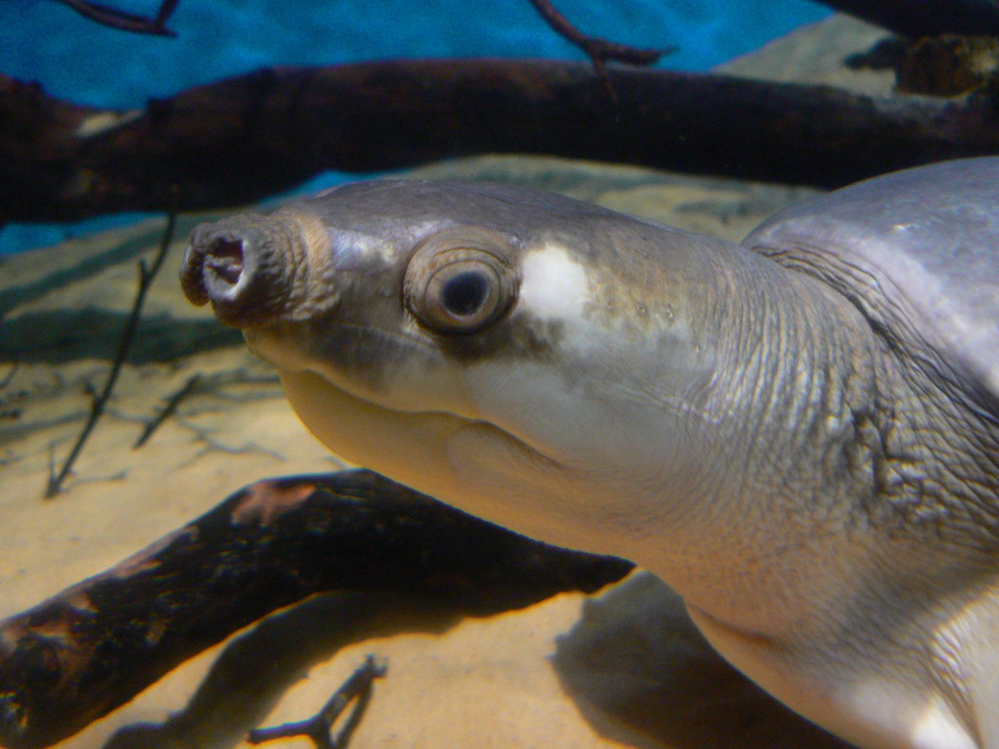 Fly River Turtle - 23 March 2017