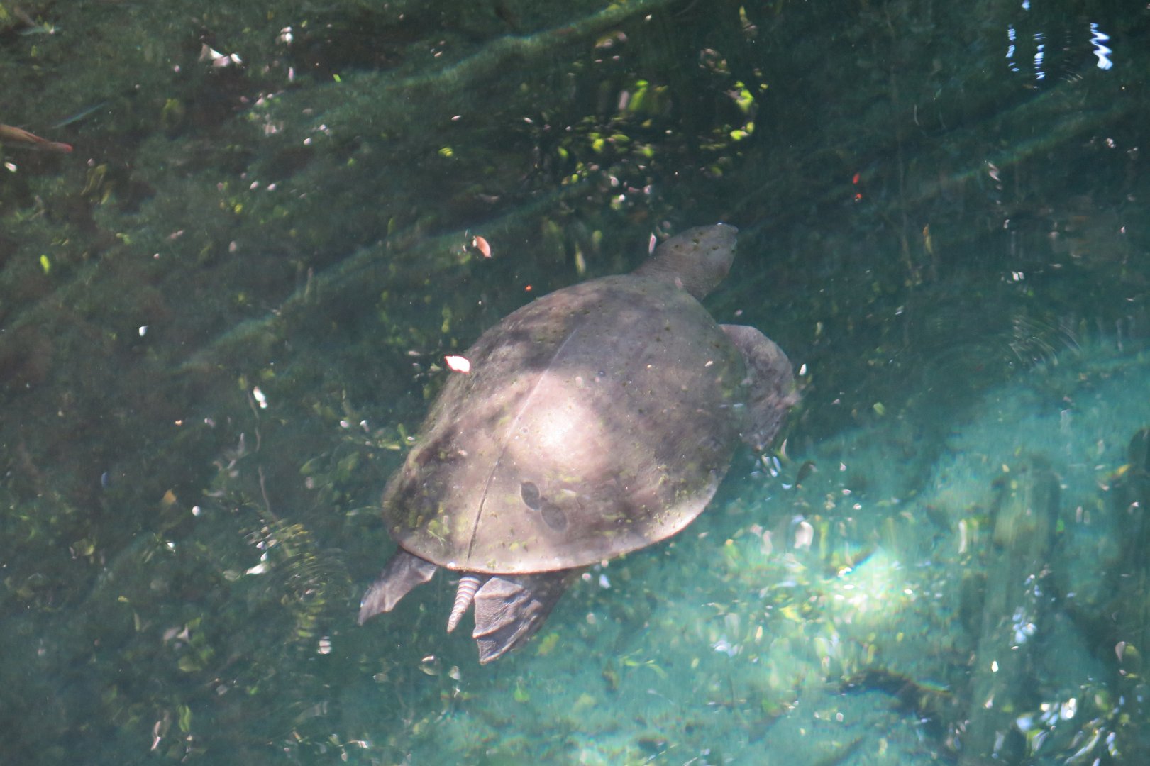 Fly River Turtle (8/23/2024)