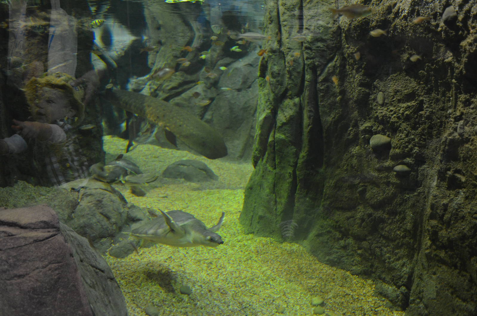FLY RIVER TURTLE AND LUNGFISH