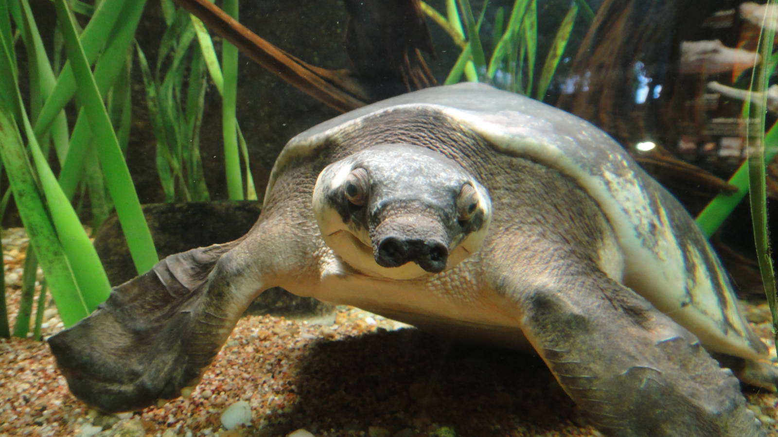 Fly river turtle at Bronx zoo 2014-12-29