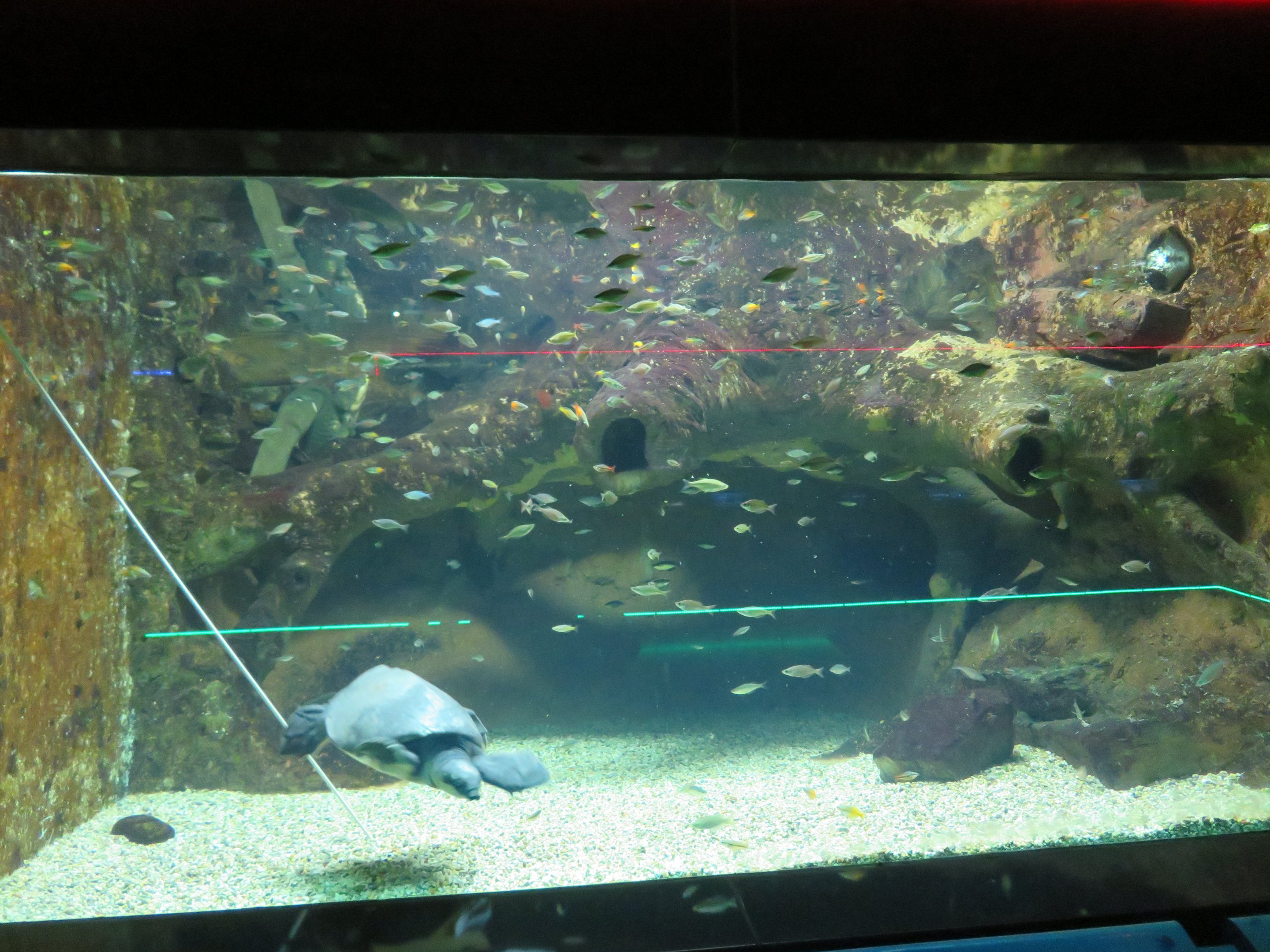 Fly River Turtle/Australian Lungfish Tank