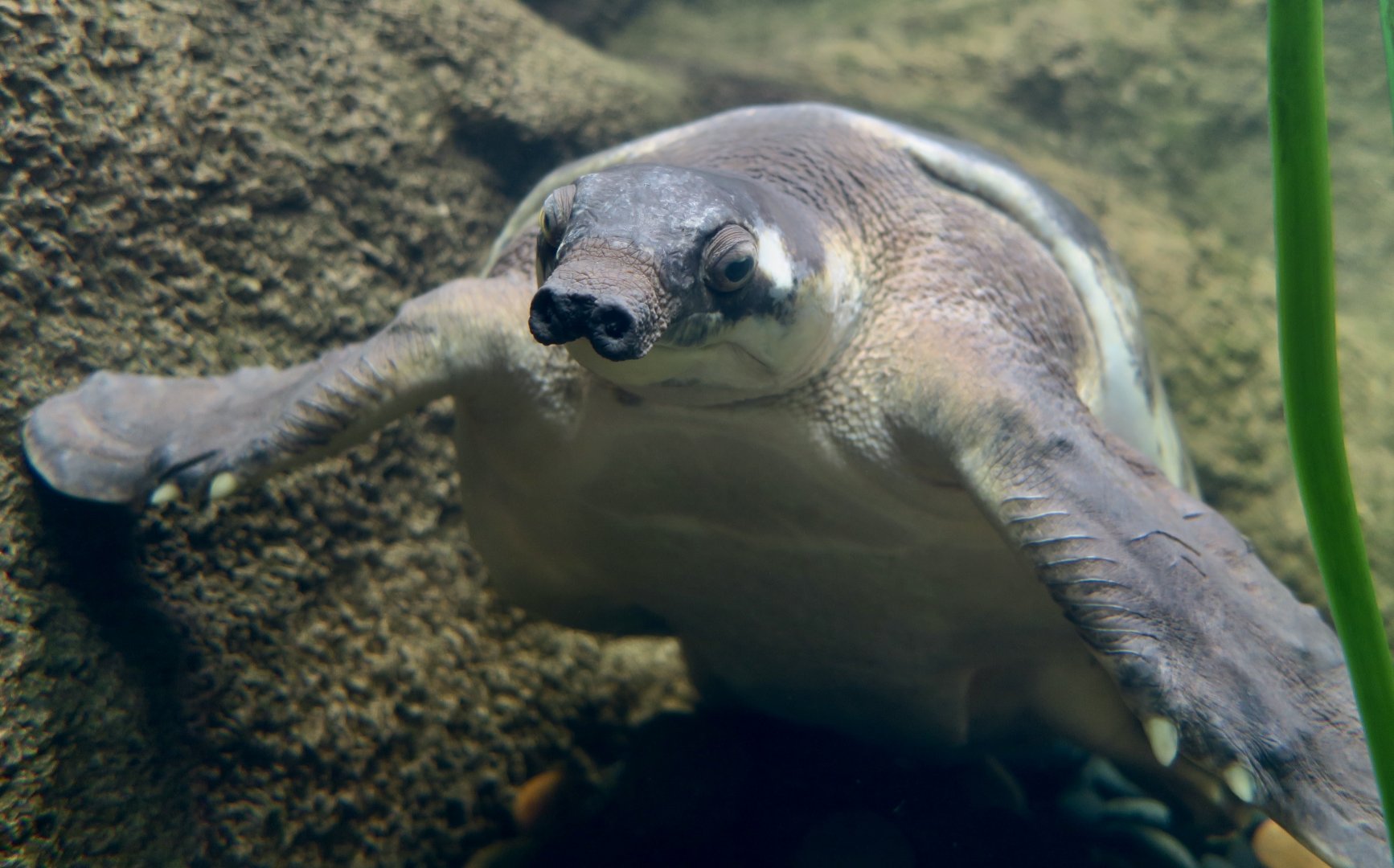 Fly River Turtle (Carettochelys insculpta) - "Freddie"