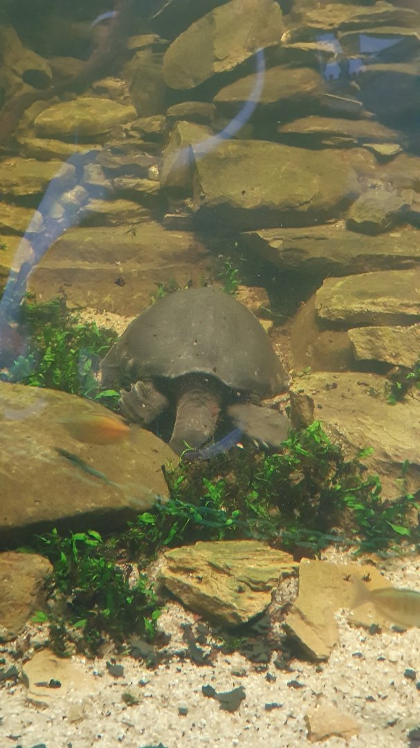 Fly River Turtle (Carettochelys insculpta) - Museum Komodo