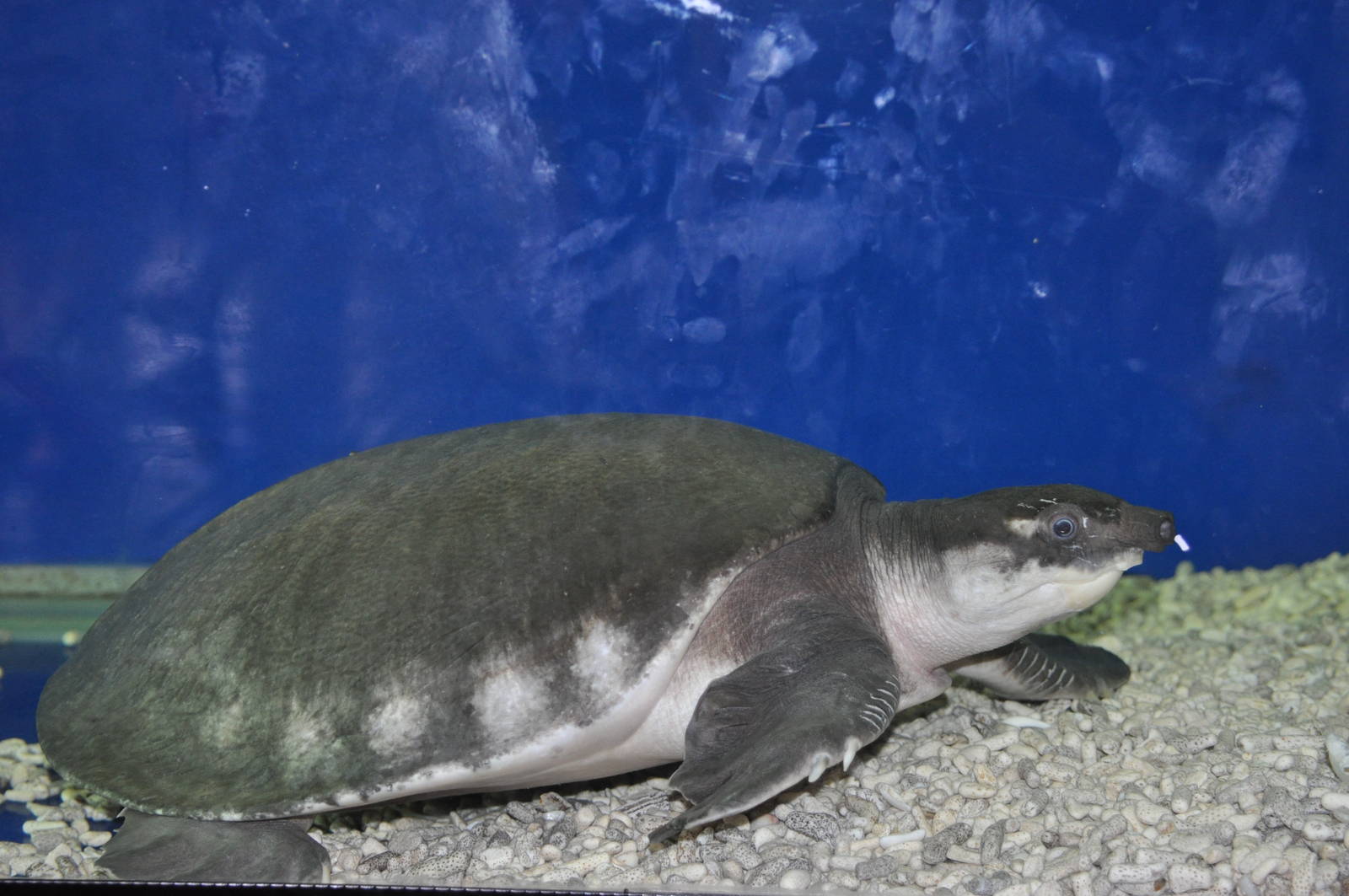 Fly River turtle/ Carettochelys insculpta