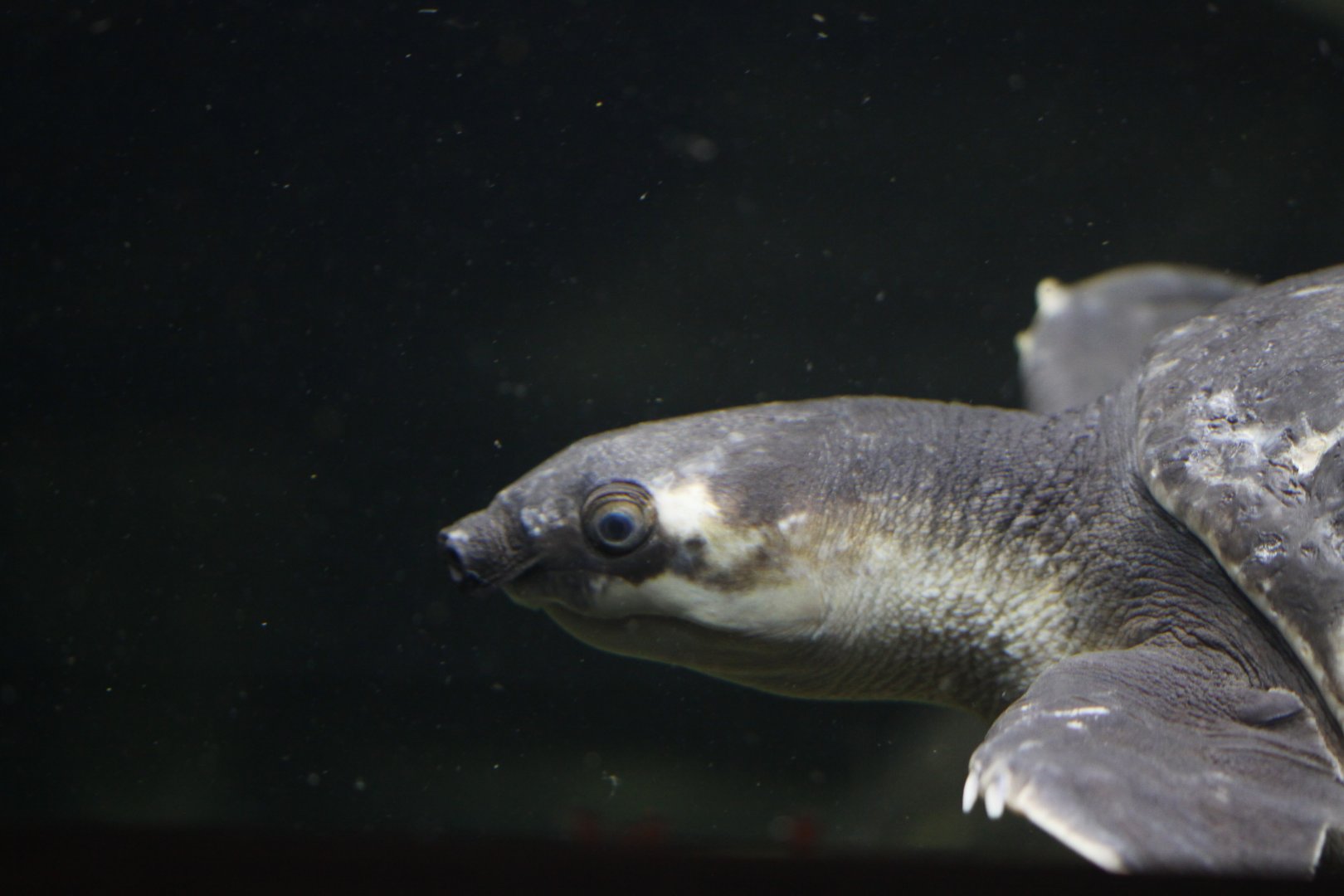 Fly River turtle (Carettochelys insculpta)