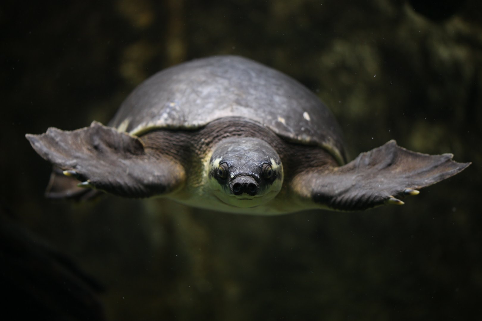 Fly River turtle (Carettochelys insculpta)