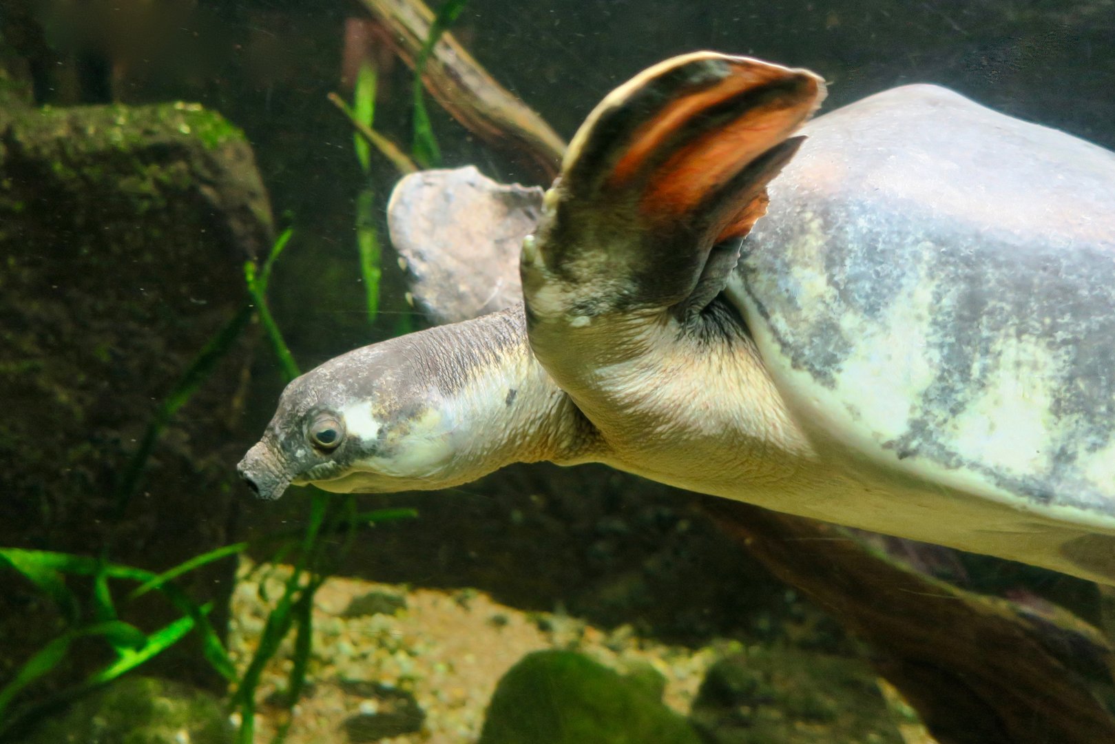 Fly River Turtle (Carettochelys insculpta)