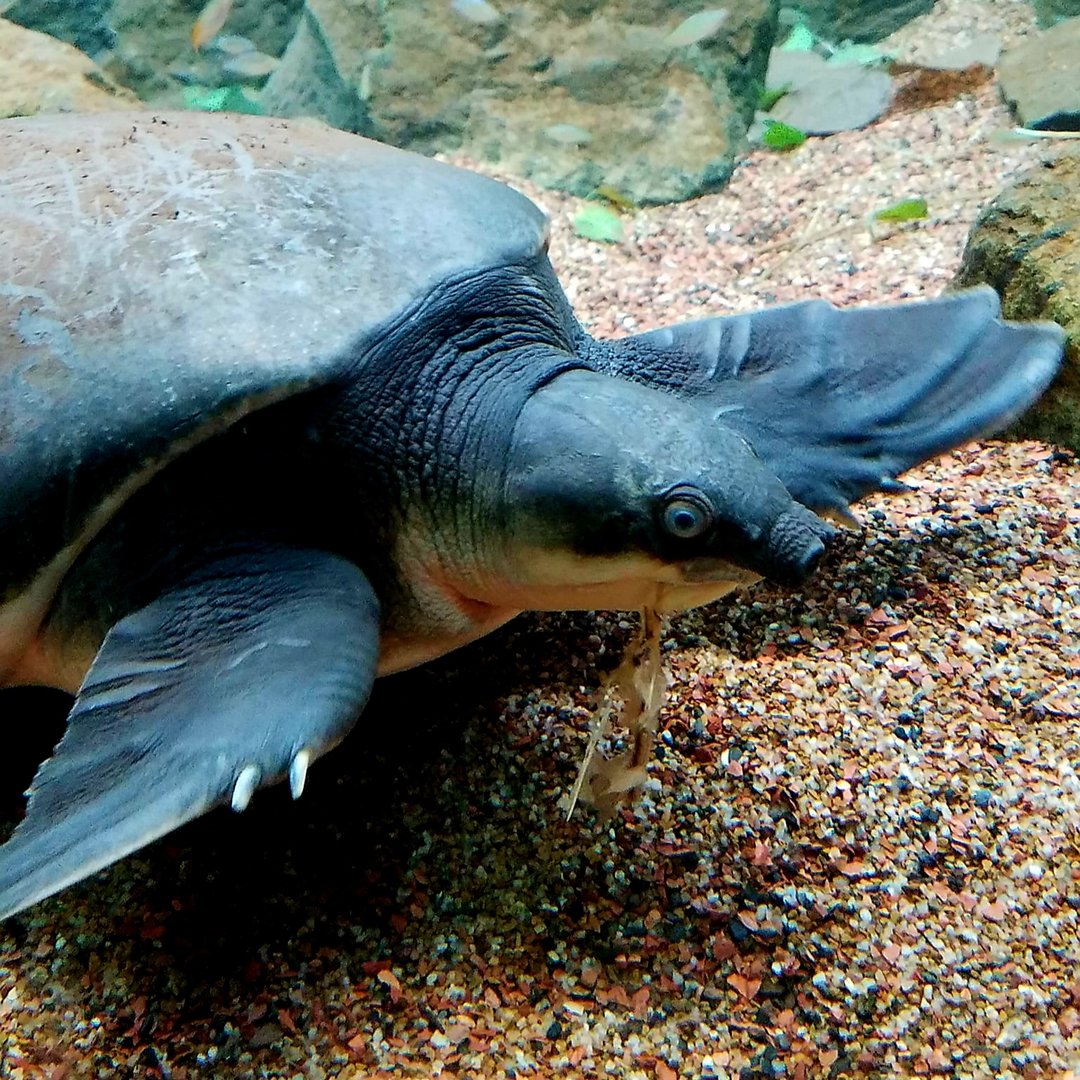 Fly River Turtle (Carettochelys insculpta)