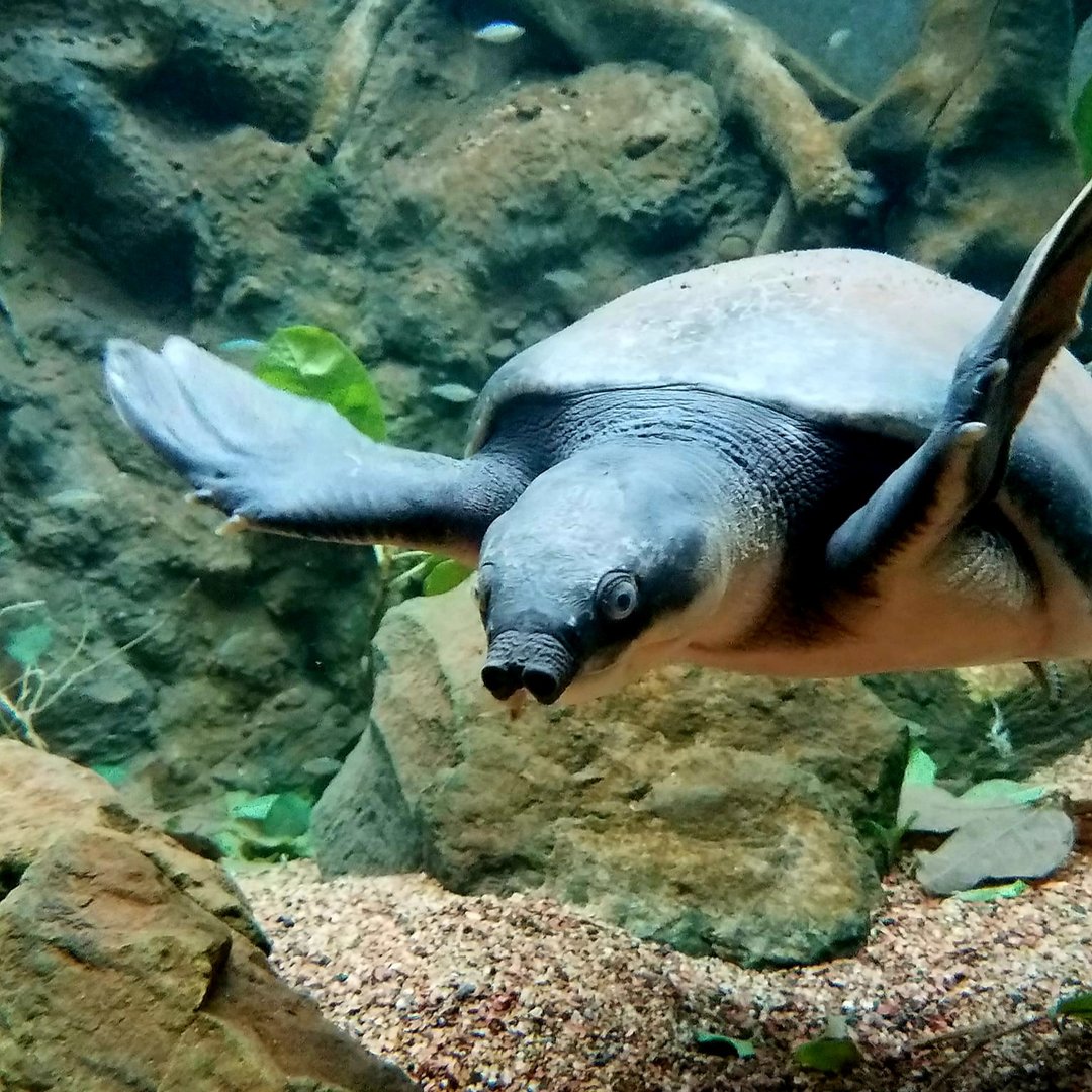 Fly River Turtle (Carettochelys insculpta)