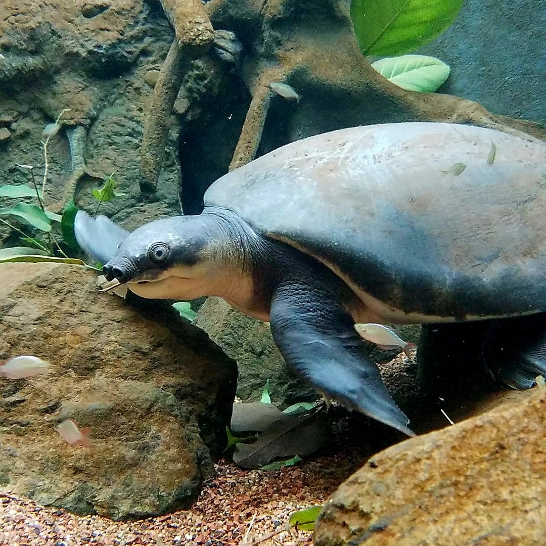 Fly River Turtle (Carettochelys insculpta)