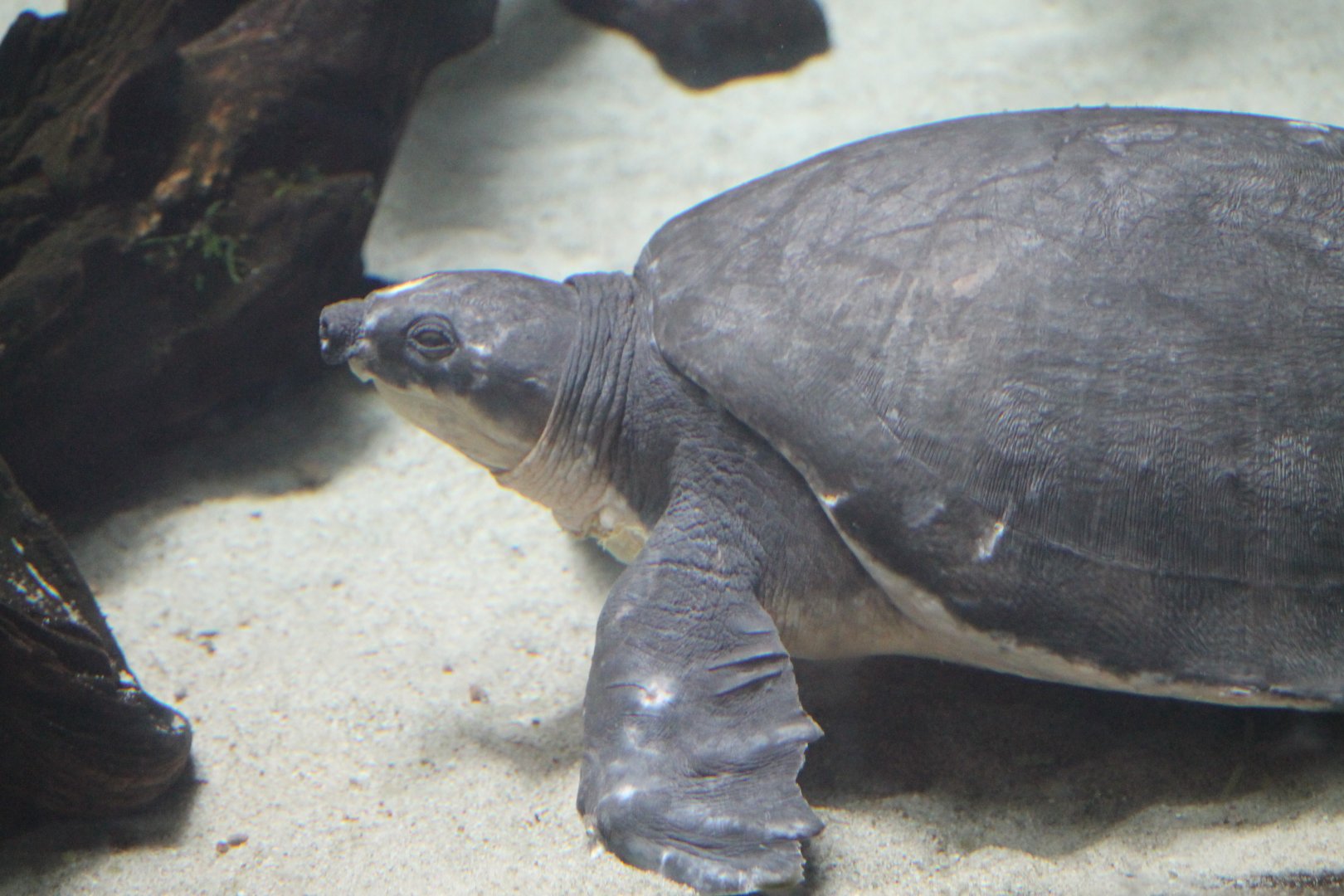 Fly river turtle (Carettochelys insculpta)