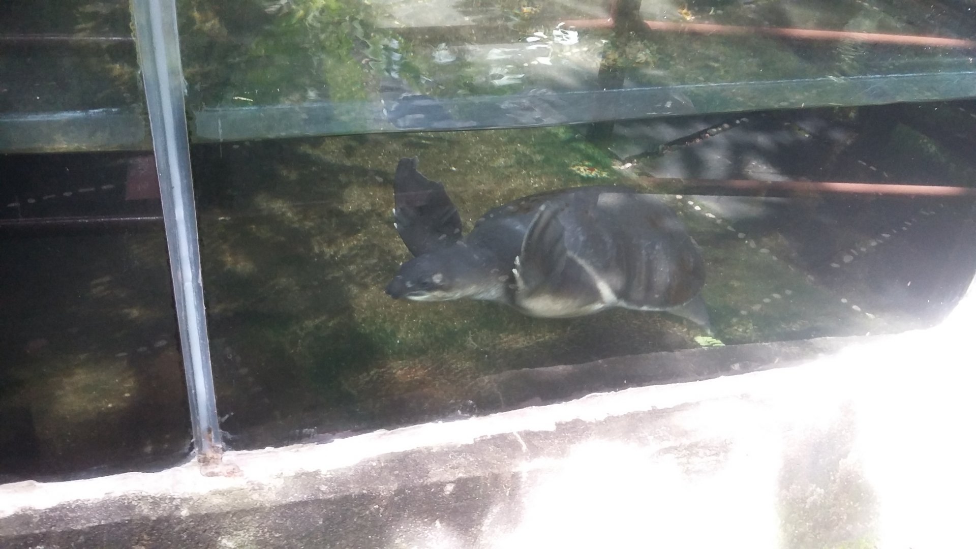 Fly River turtle (Carettochelys insculpta)