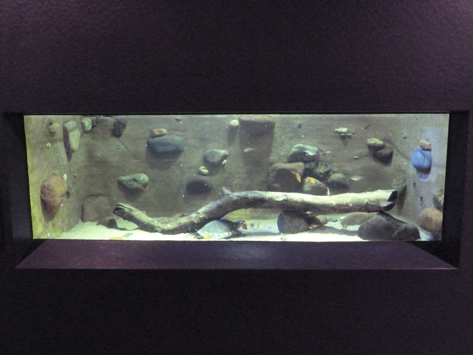 Fly River Turtle Exhibit