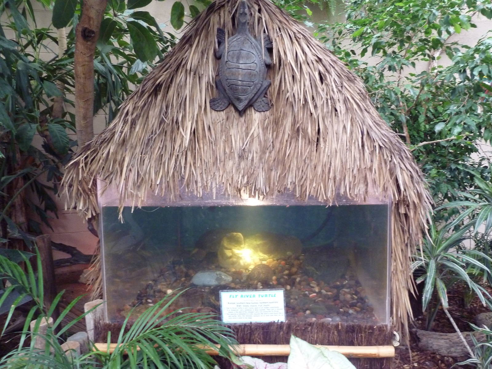 Fly River Turtle Exhibit