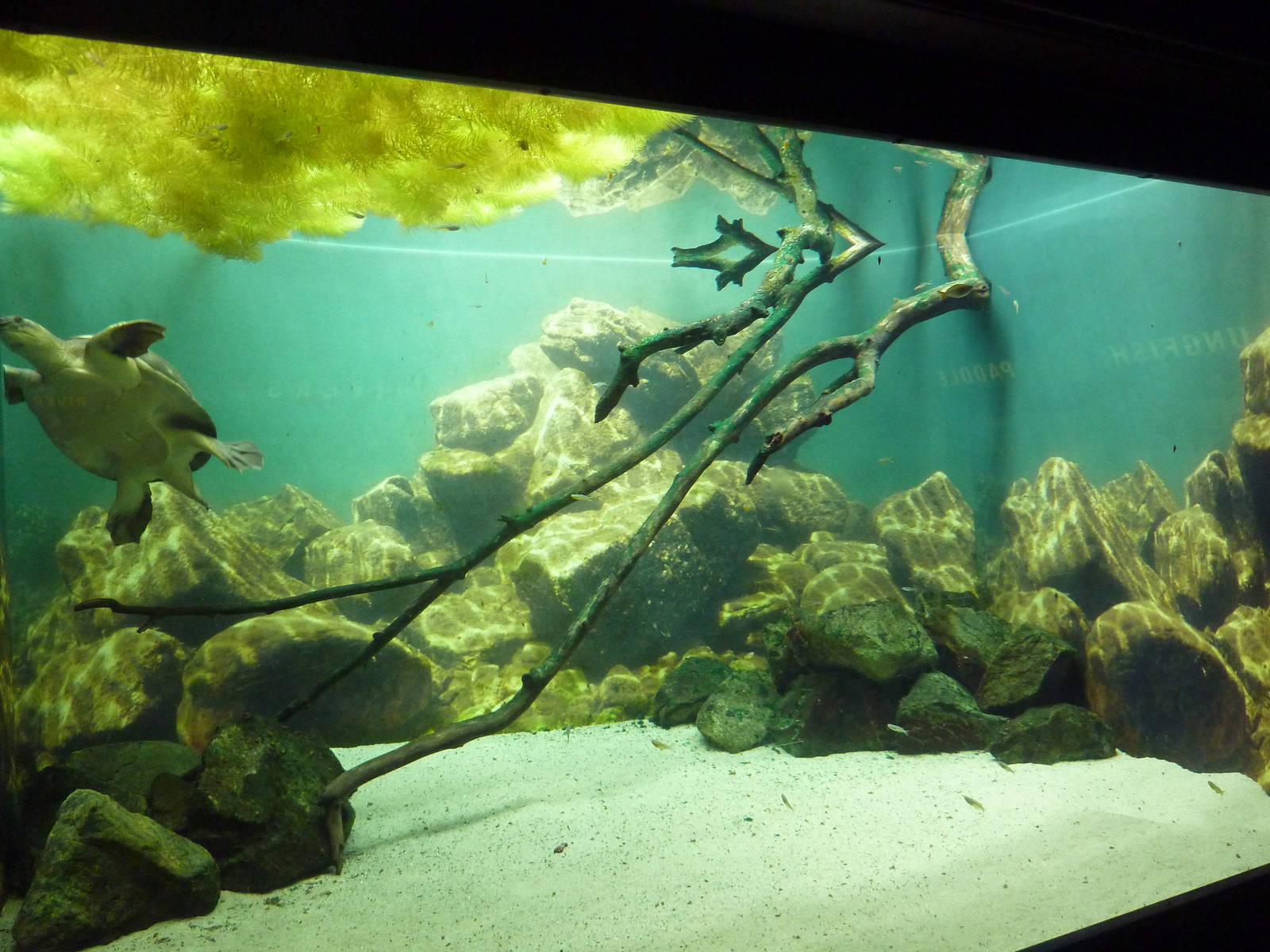 Fly River Turtle Exhibit