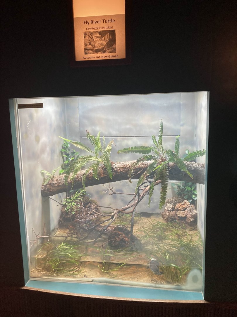 Fly River Turtle Exhibit