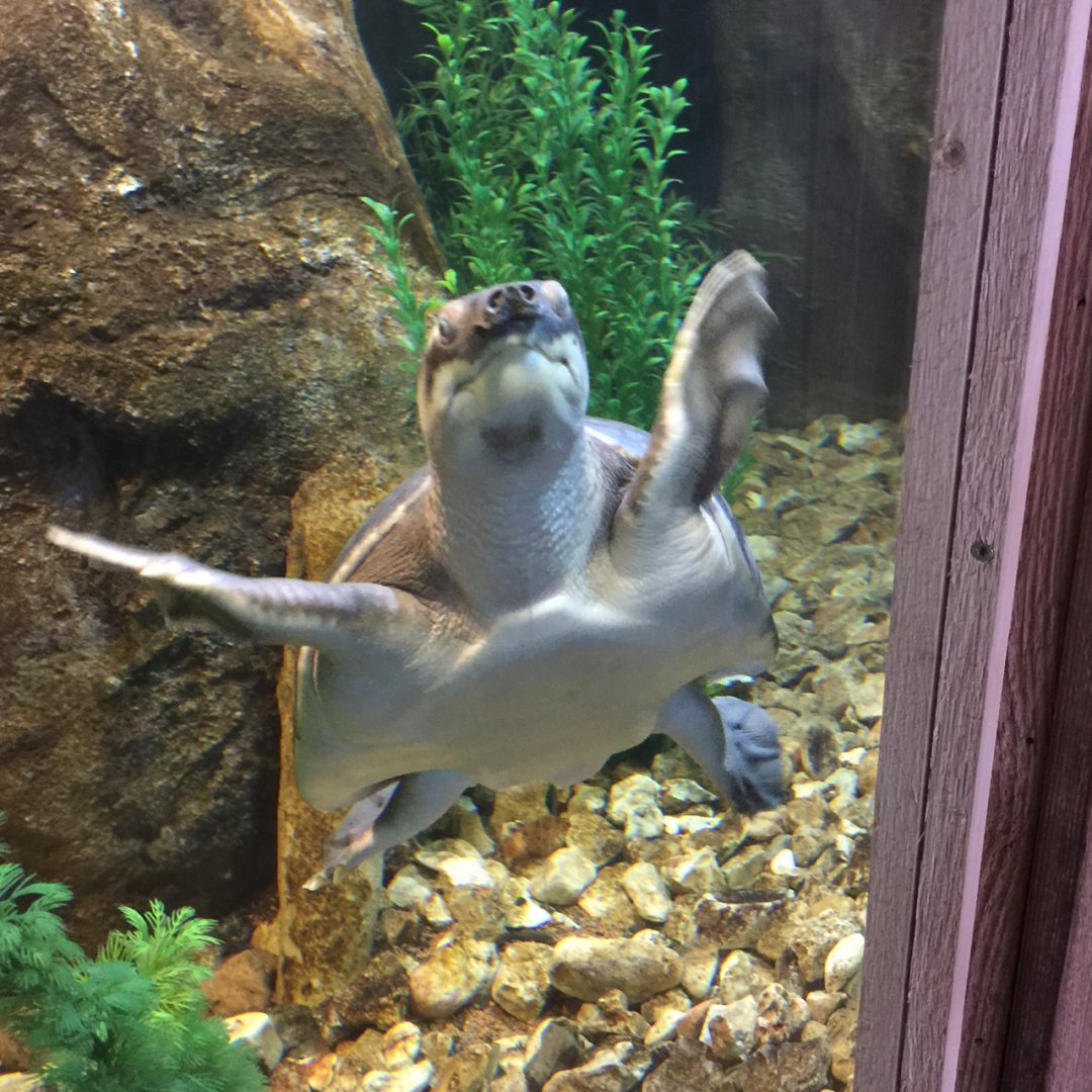 Fly River turtle in Conservation Center