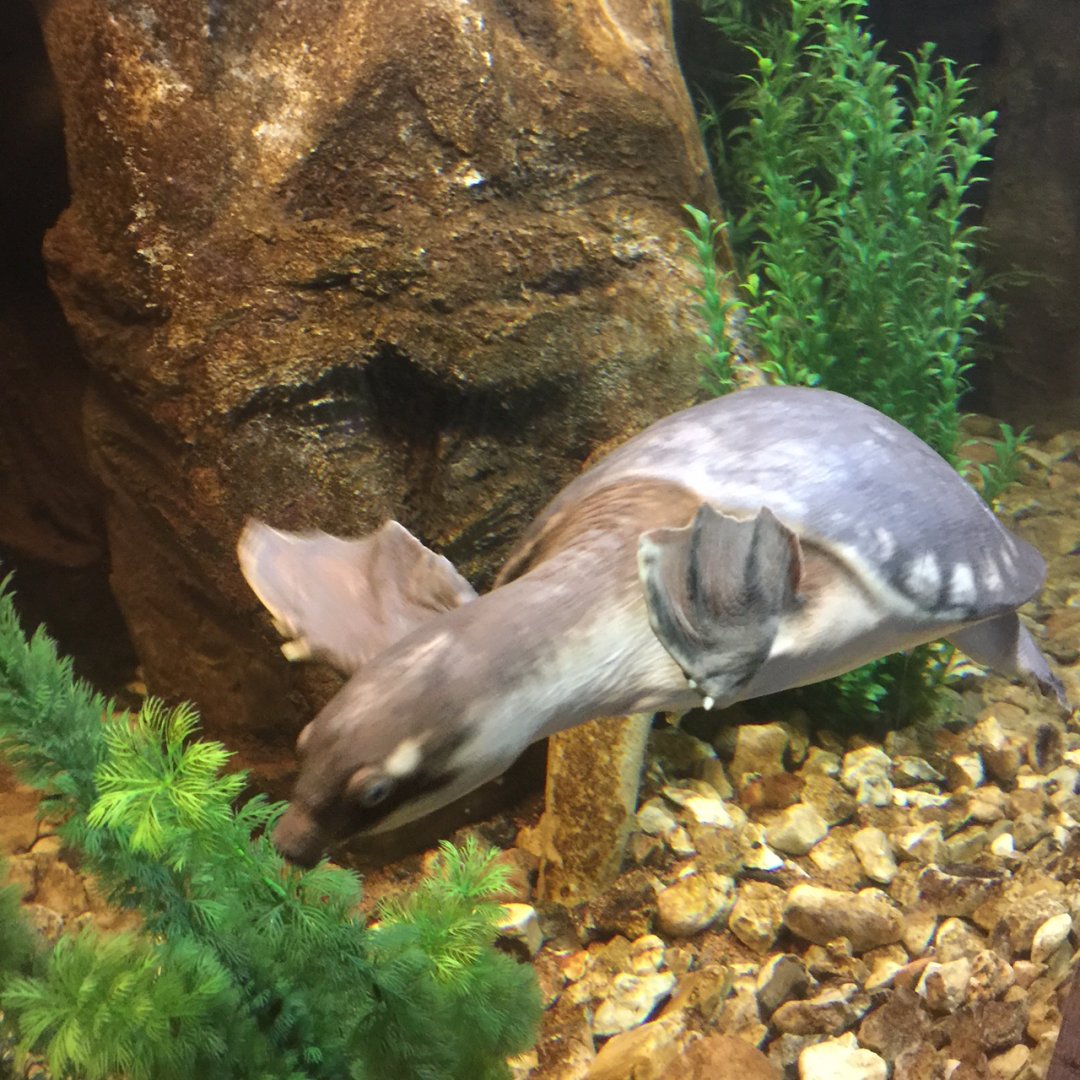 Fly River turtle in Conservation Center