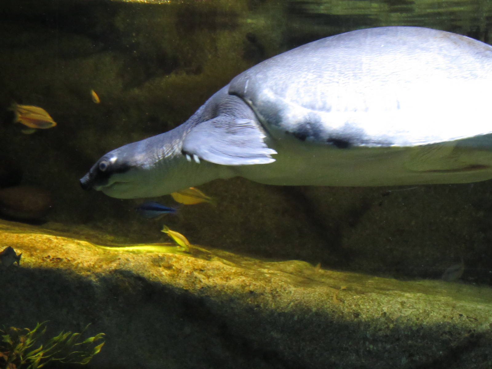 Fly River Turtle in Richard Friedrich Aquarium