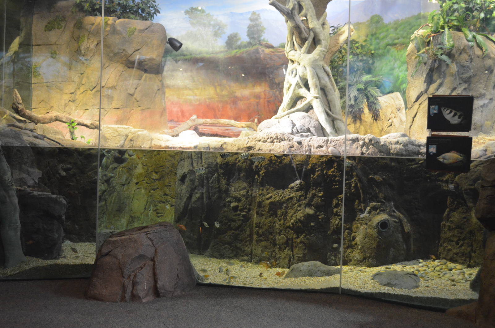 Fly River Turtle/Lungfish/Rainbow Fish Habitat