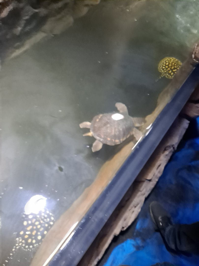 Fly River Turtle (possibly "Mike") and Xingu River Rays (4/19/25)