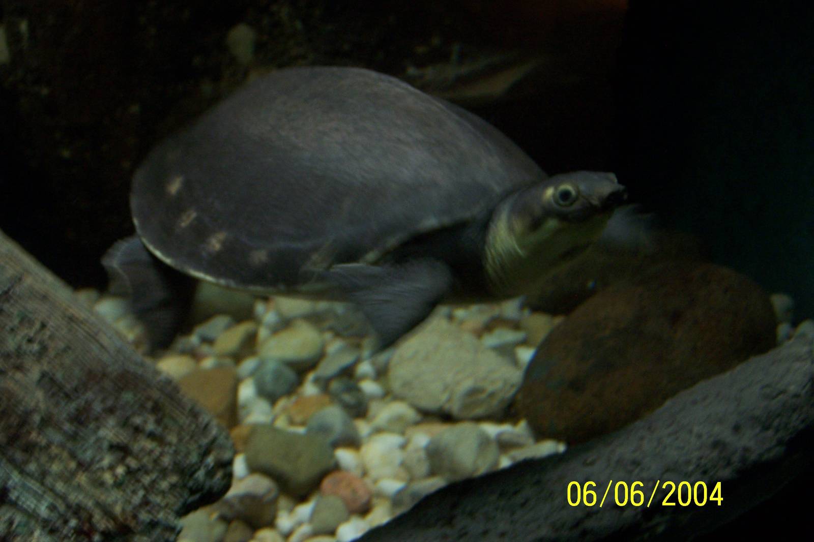 Fly River Turtle ~ Reptile House