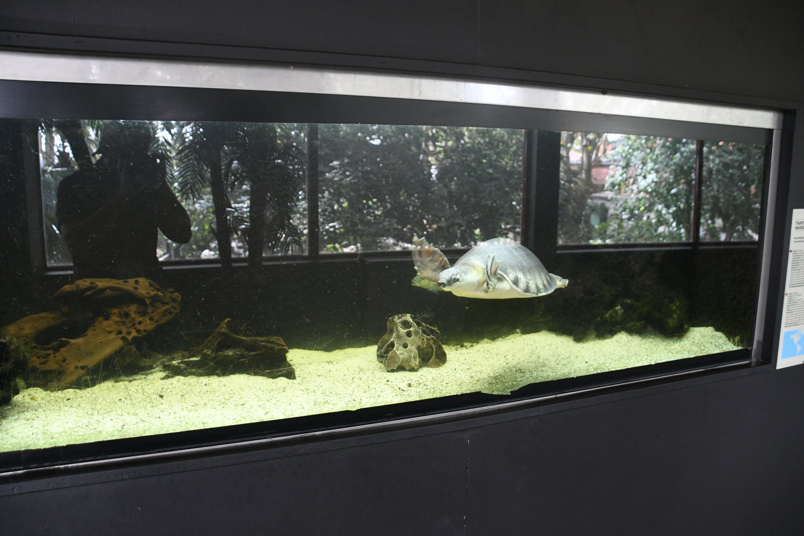Fly River Turtle tank (Reptile House)