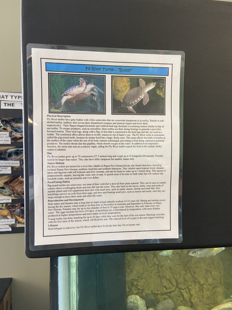 Fly River Turtle Tank