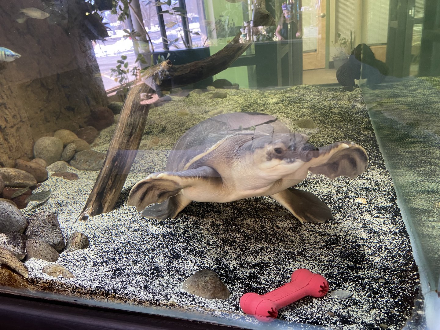 Fly River Turtle Tank