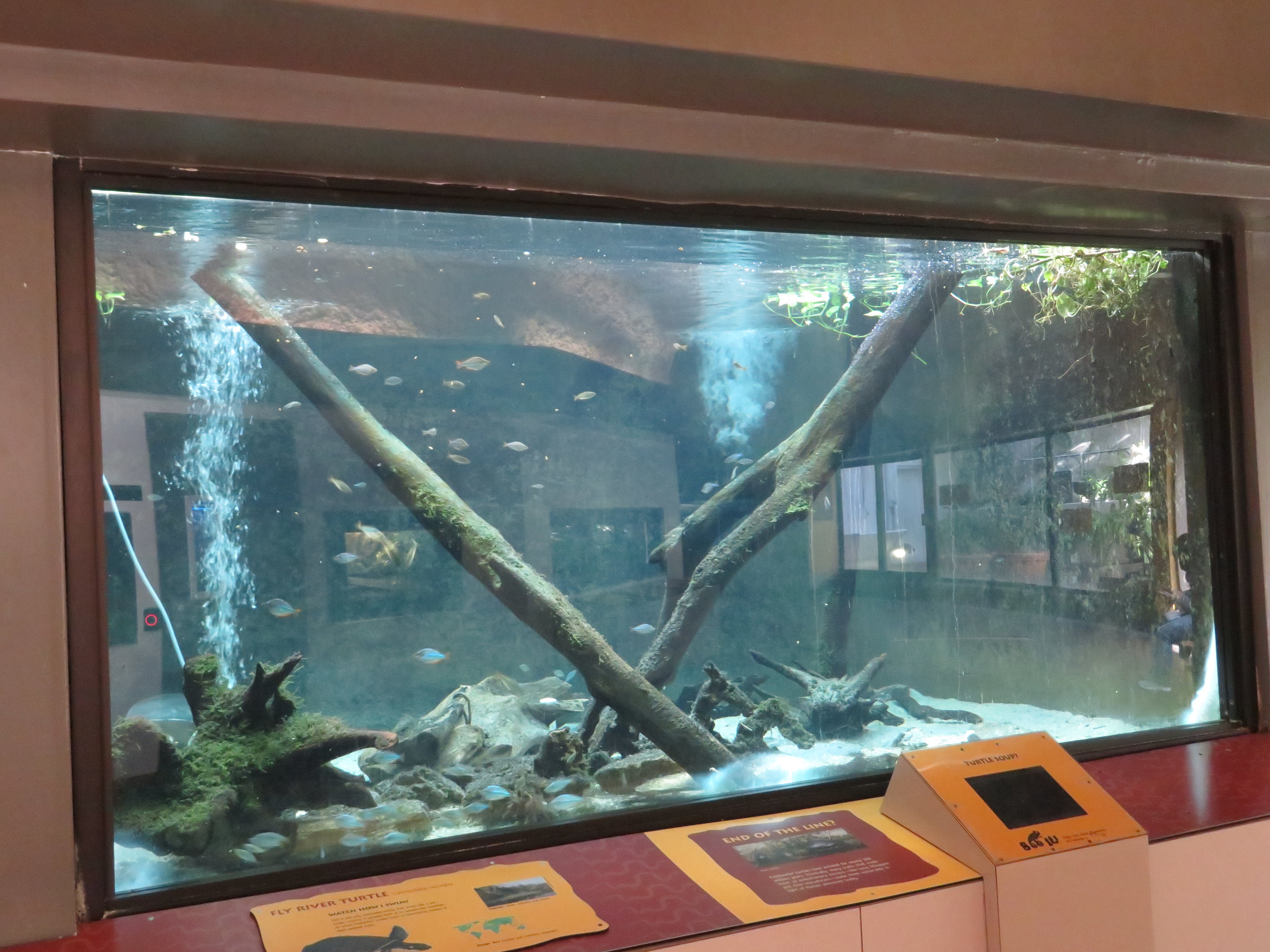 Fly River Turtle Tank